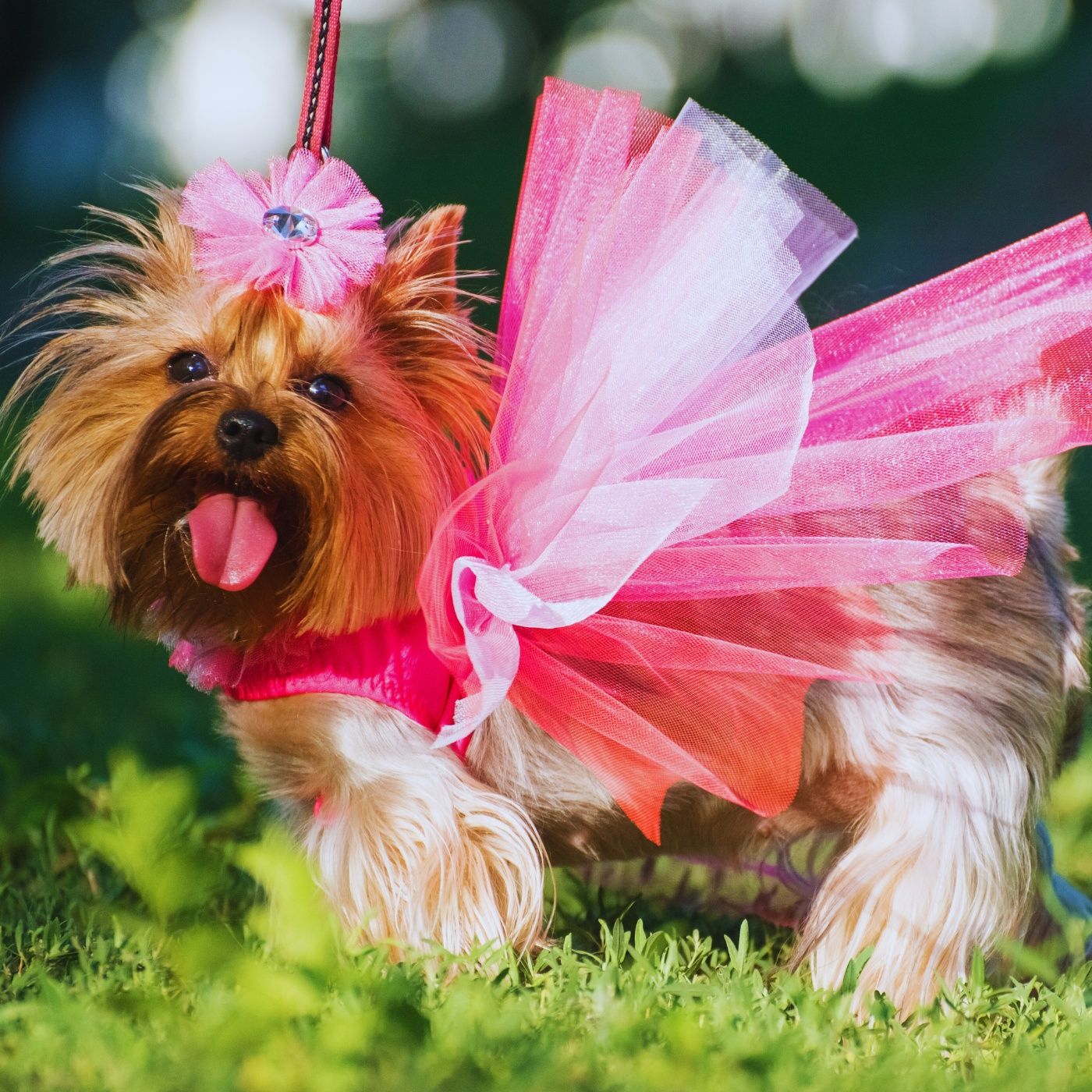 Paws & Purpose: The Dog Life Chronicles