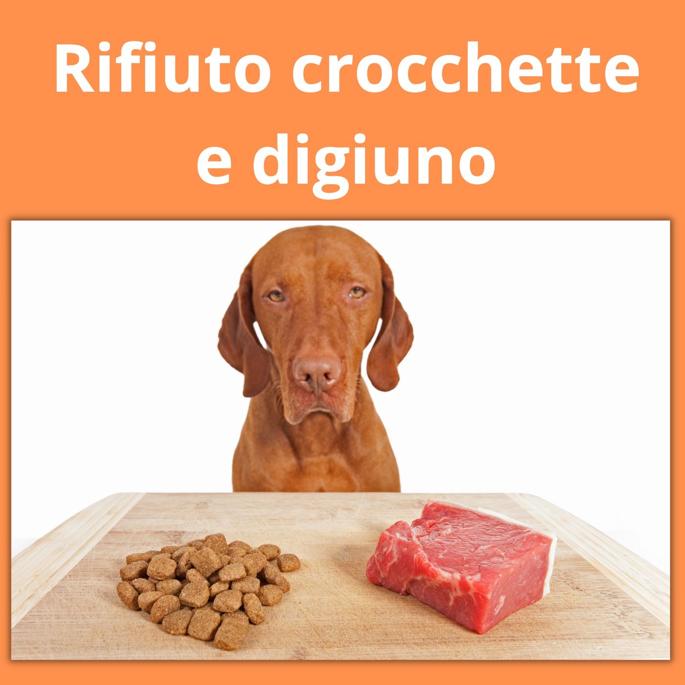 Cane&gatto: le domande più frequenti