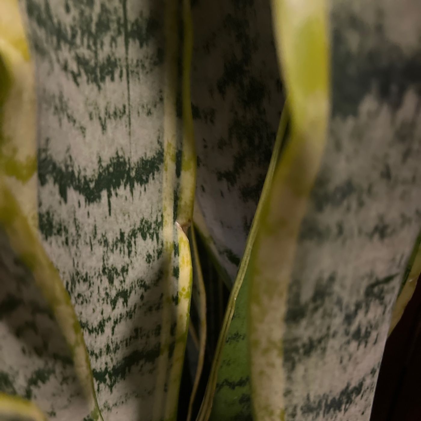 Episode 149 - How to Choose a Snake Plant!