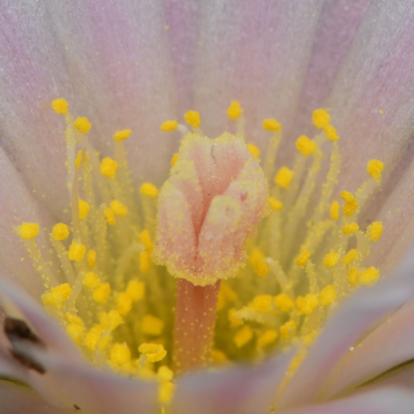 The Future of Peyote Conservation in South Texas