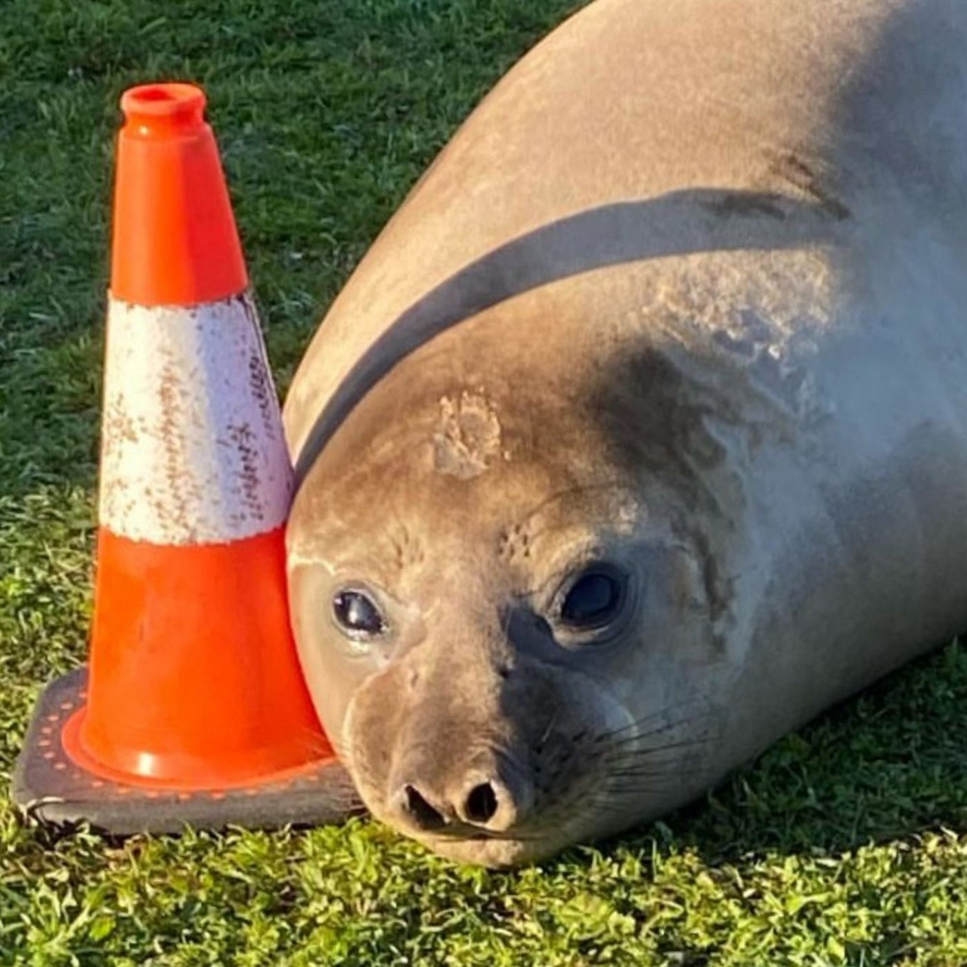 The Happy Pod: How Neil the Seal won hearts across the world episode artwork