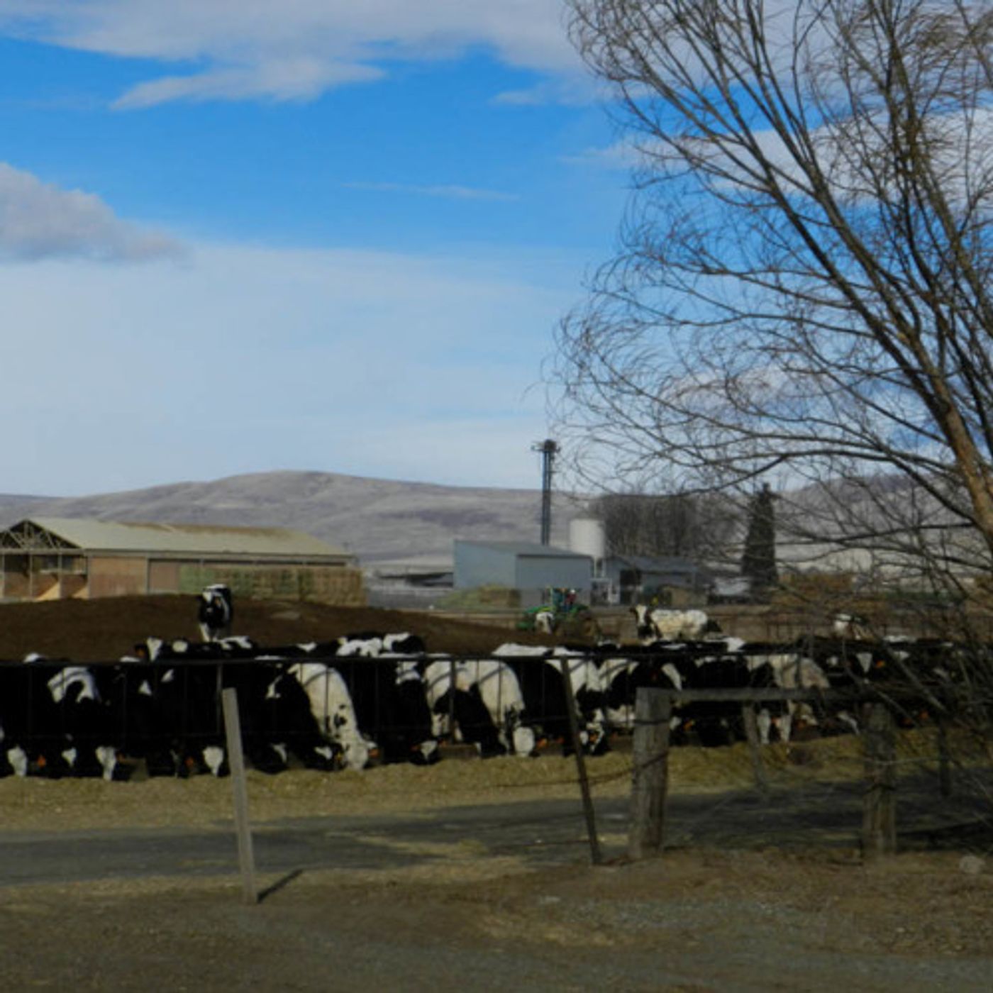 Got Pollution? Study Links Dairies to Bad Air Quality episode artwork