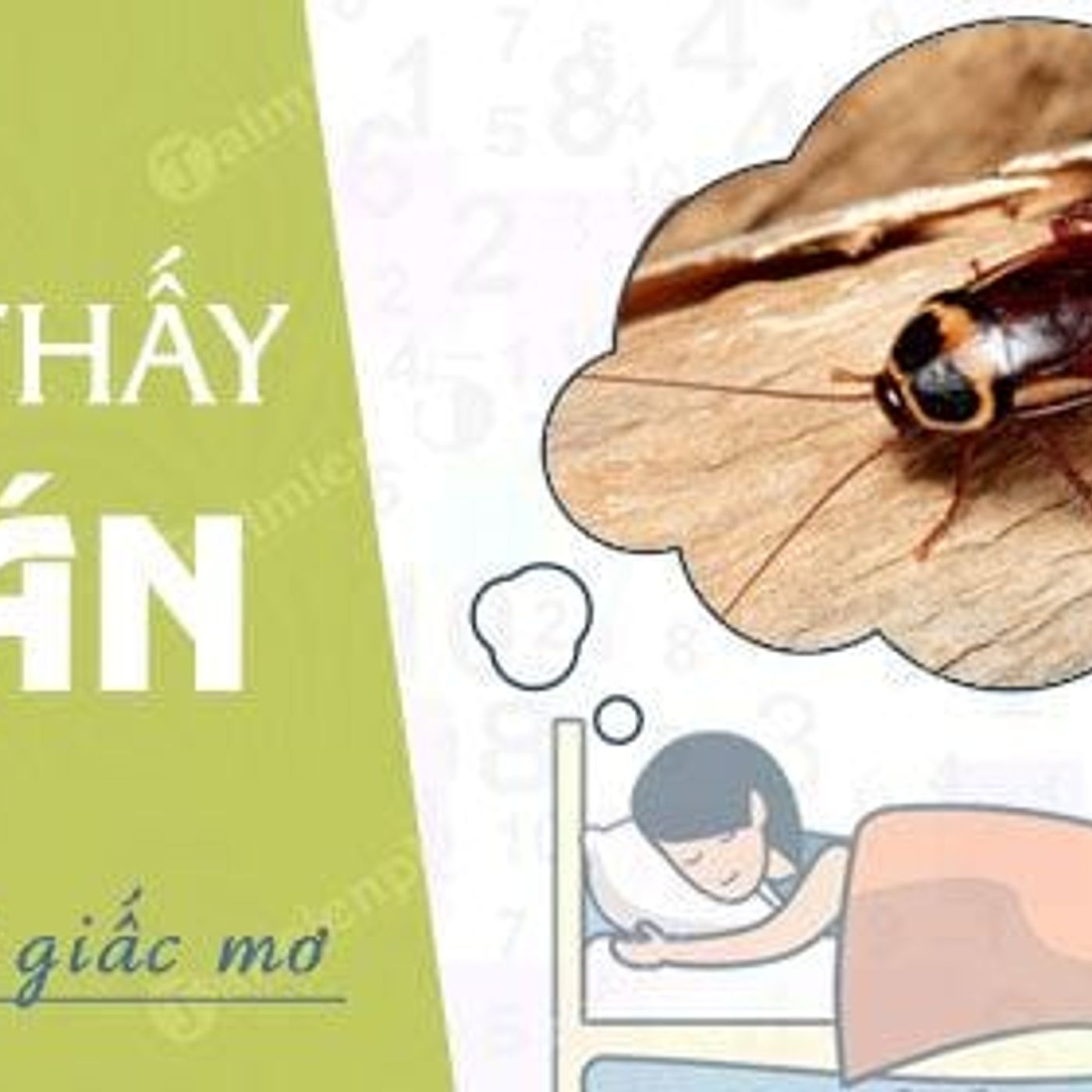 Nằm Mơ Thấy Gián: Ý Nghĩa và Con Số May Mắn episode artwork