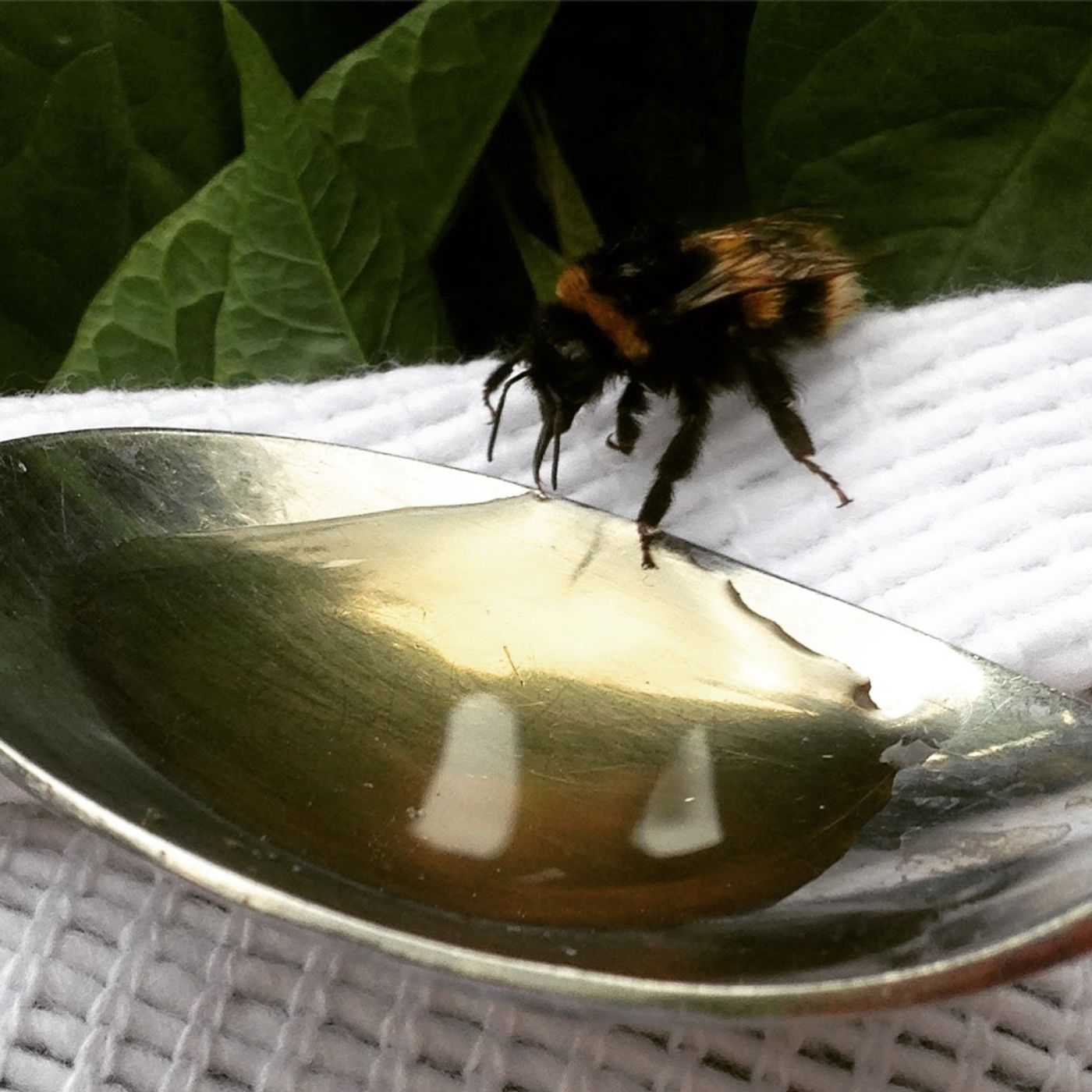 Lunch Time Therapy Session With Sarnia de la Maré FRSA Self Hypnosis For Stress Anxiety and Mental relaxation