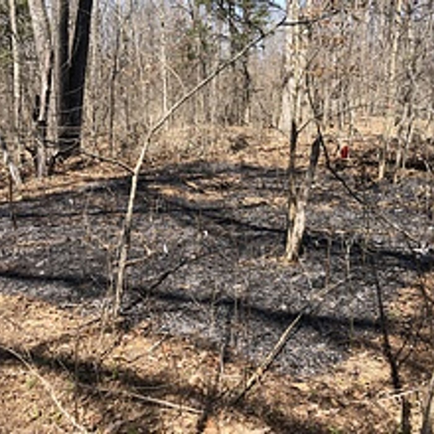 Frequent prescribed burns in forests help young oaks thrive, U of I study finds episode artwork