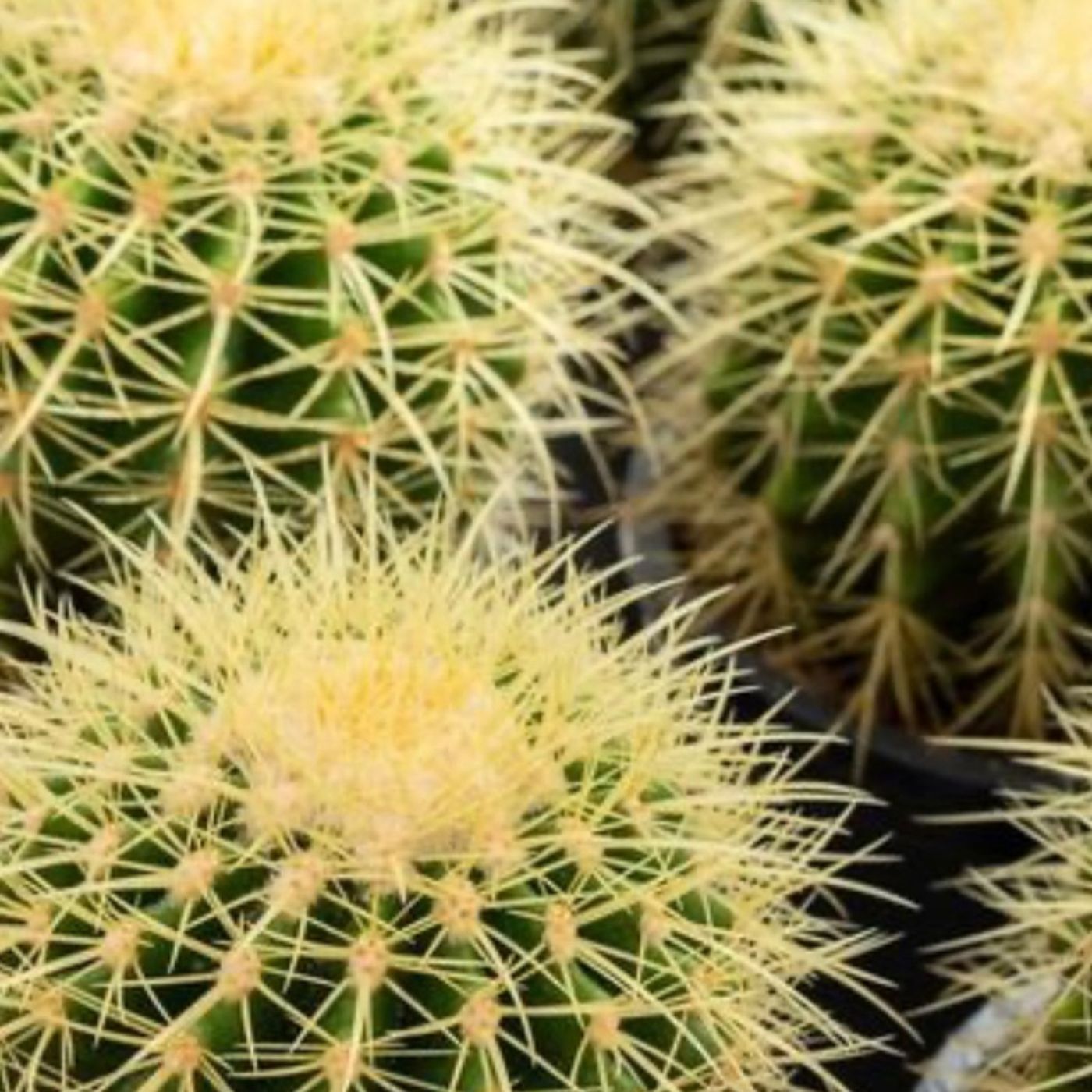 Episode 184 - CAM and other plant magic :)