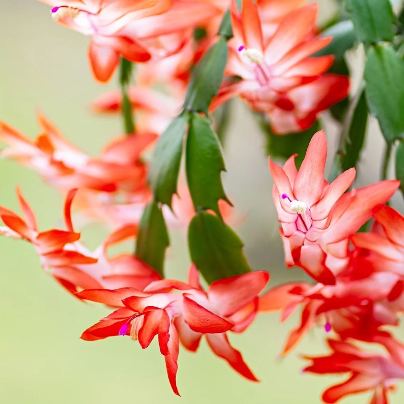 Episode 303 - Asking Good Questions and Drought Recovery Episode 303 - Asking Good Questions and Drought Recovery