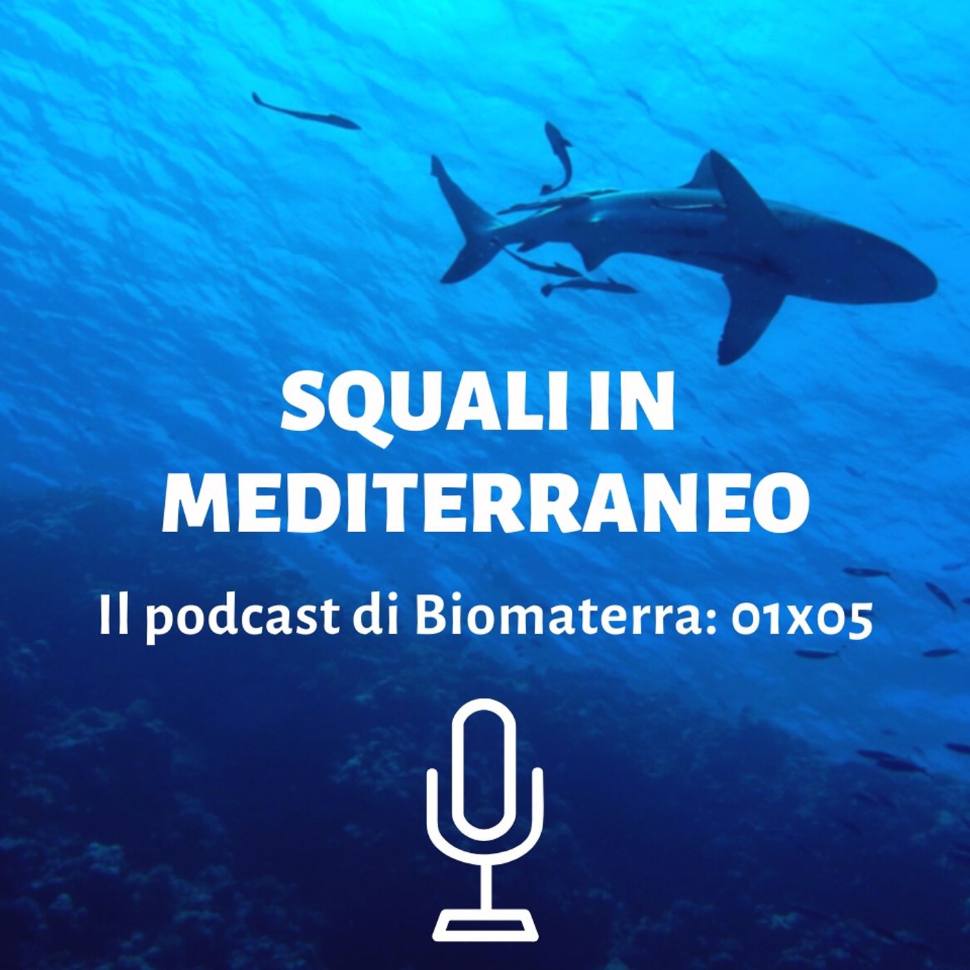 Biomaterra: podcast 1x05 - Squali in Mediterraneo 🦈