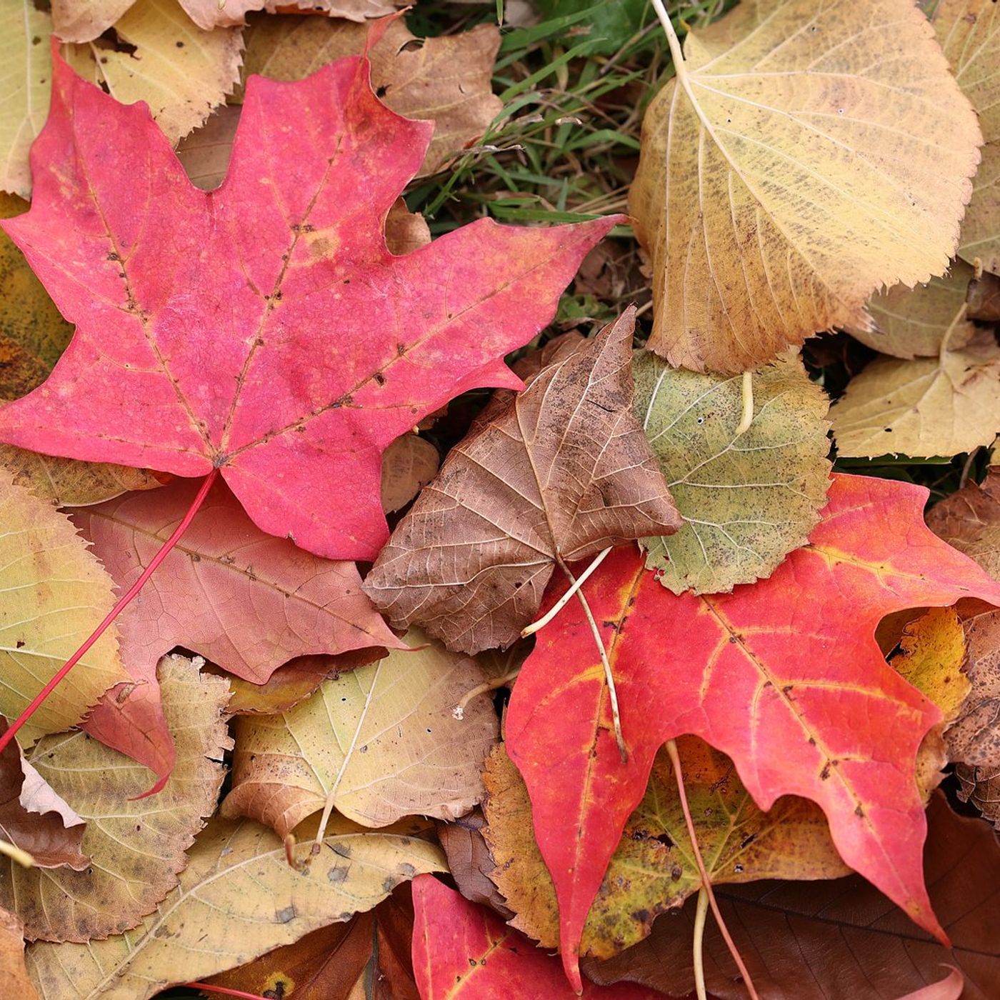 St. Charles fall leaf collection underway