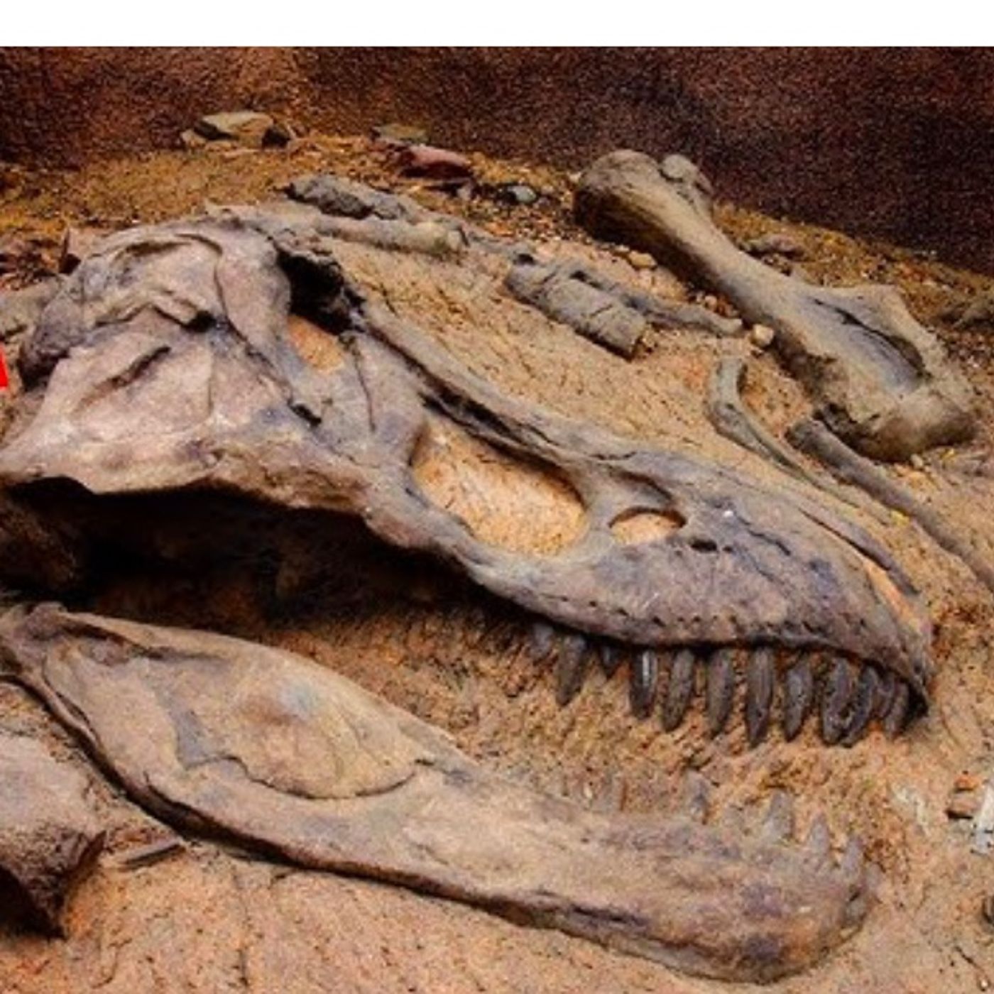 S43 E9: Is There Any Evidence (Besides The Fossil Remains) That Dinosaurs Actually Walked The Earth
