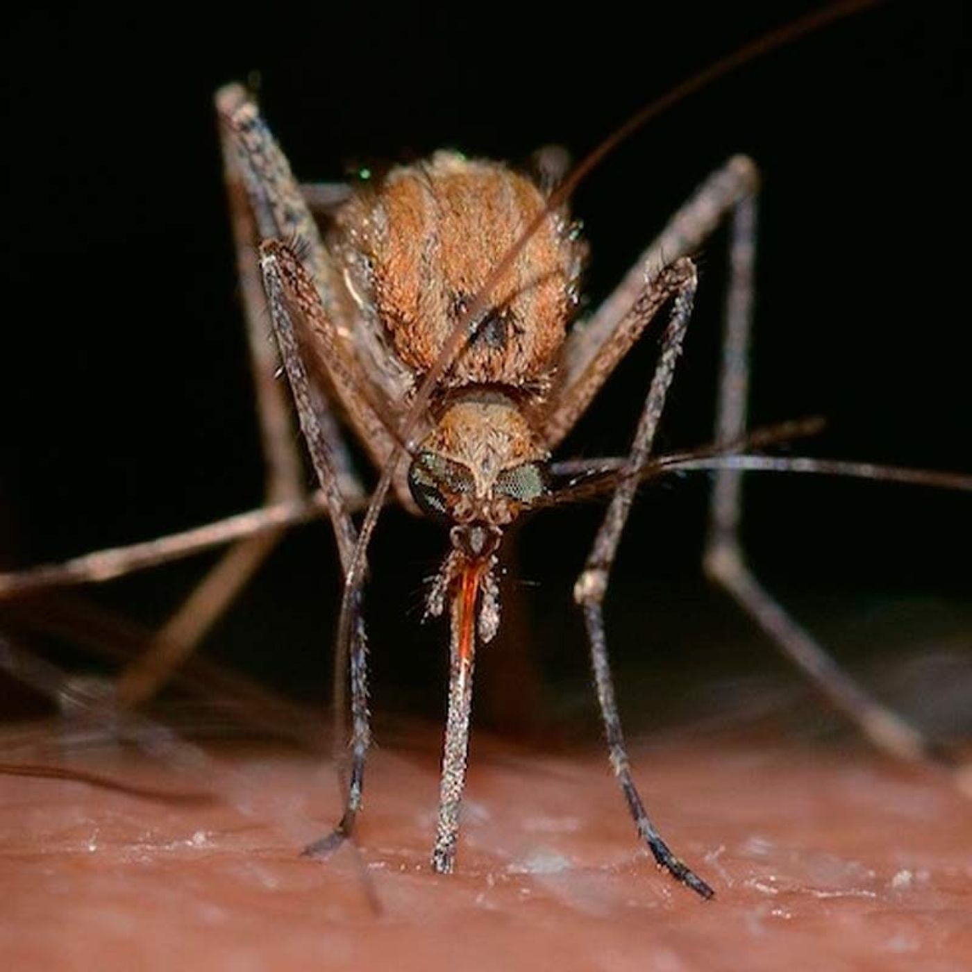 Mosquitos