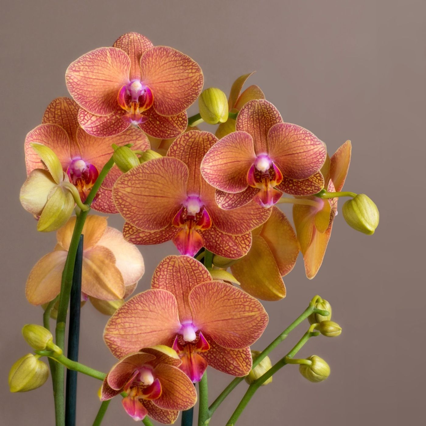 Episode 278: Orchid Mastery Starts Here - with Raffaele DiLallo