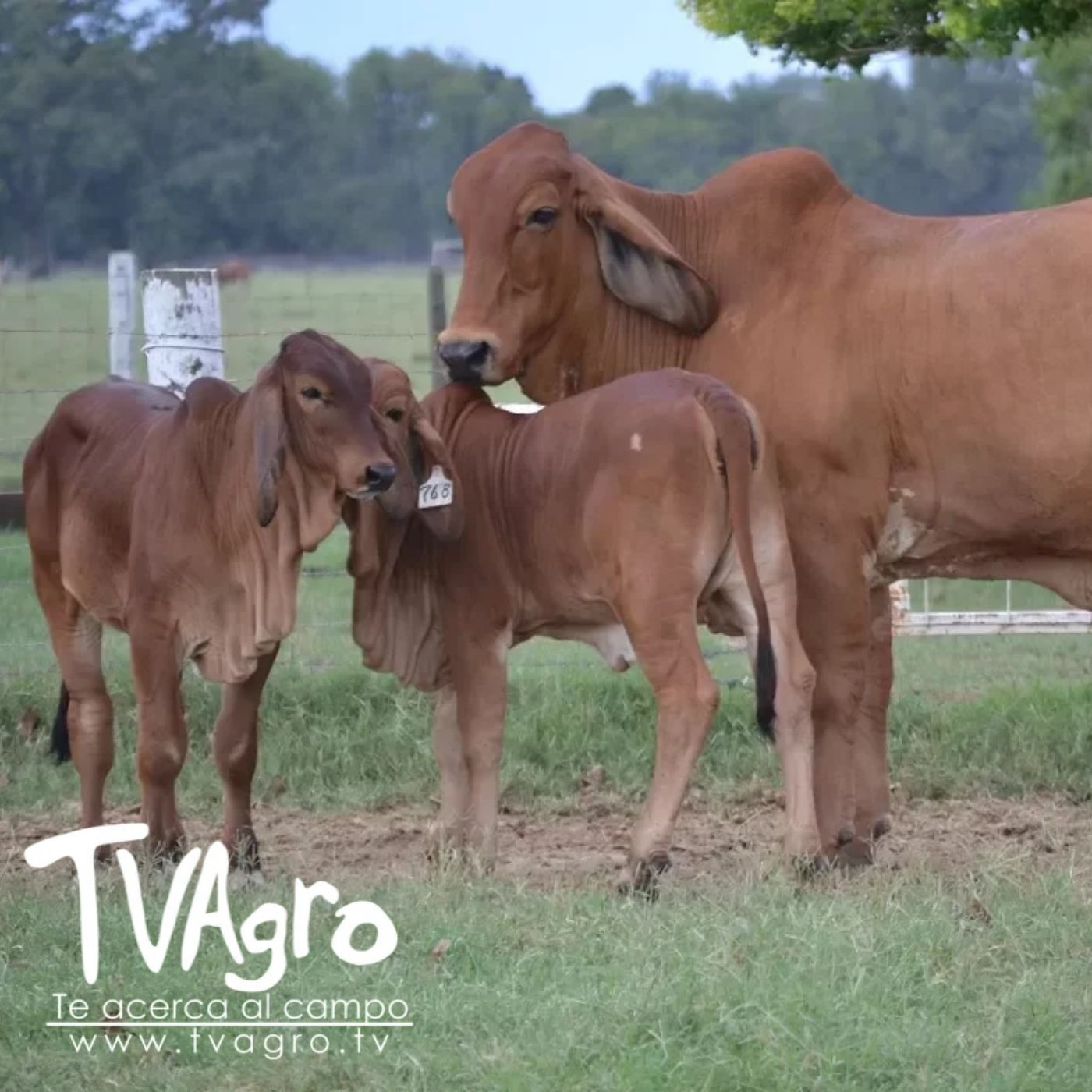 TV AGRO
