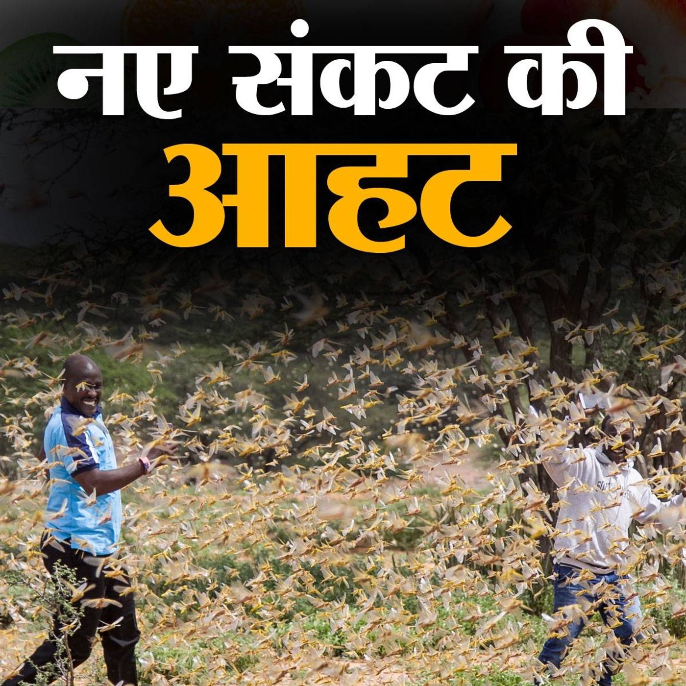 किसानों के लिए बुरा सपना क्यों है ये छोटा सा कीट