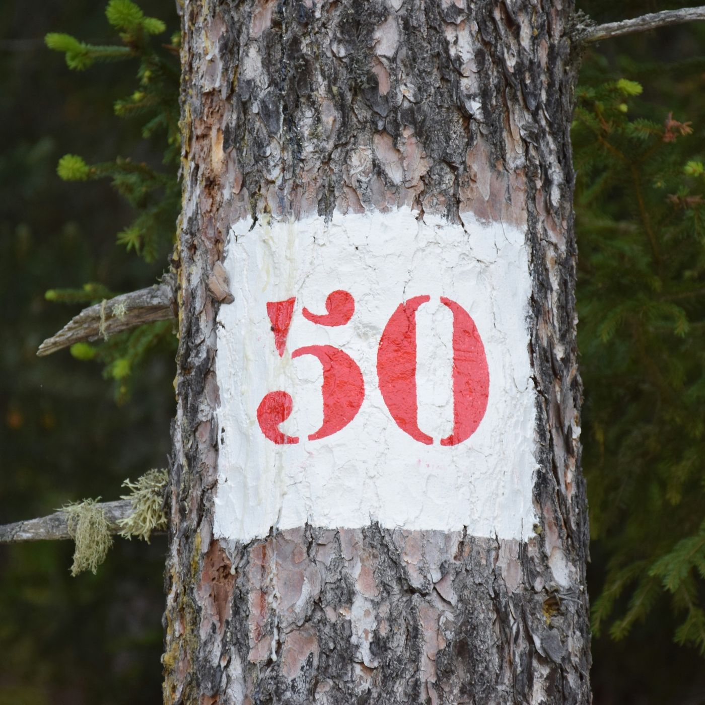 Success Metrics - Episode 50
