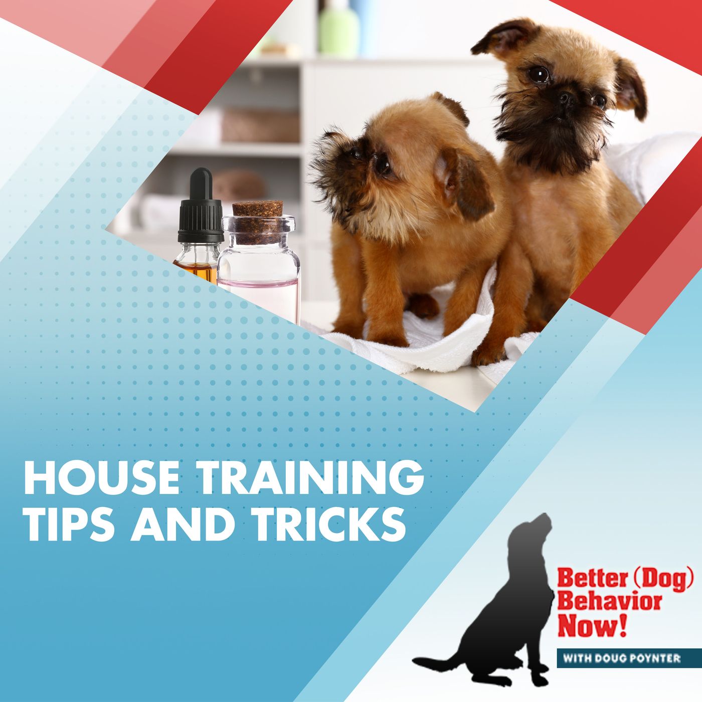 House Training Tips And Tricks episode artwork
