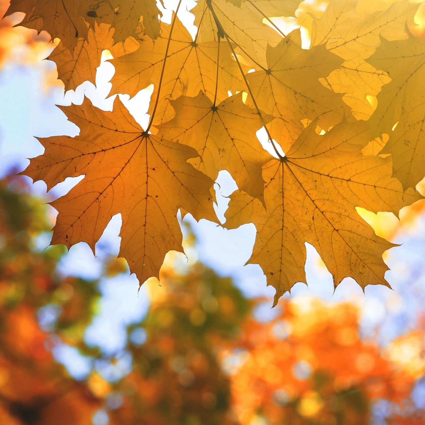 Late Autumn Wind - 10 Hours Sleep Sound episode artwork