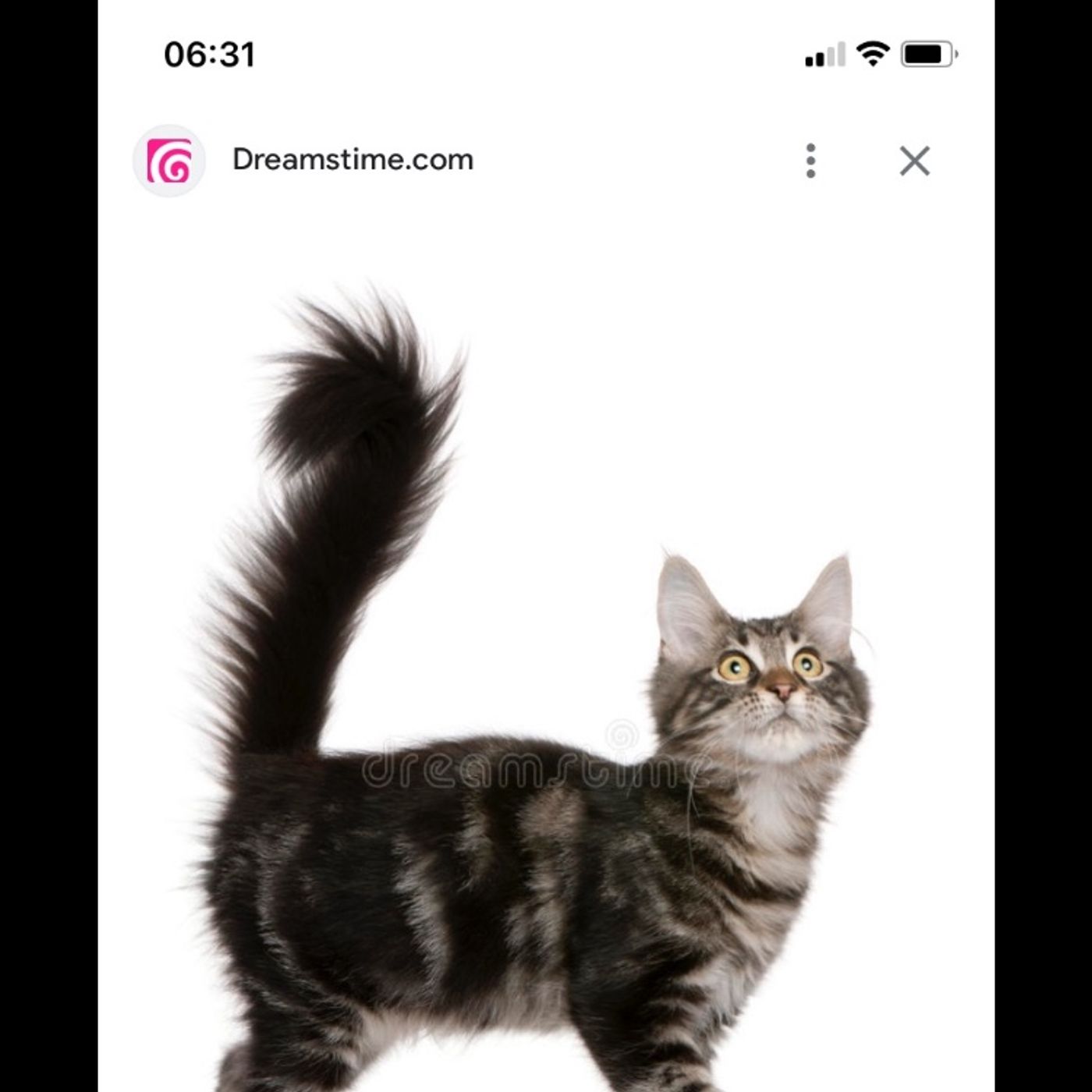 We found a cat who needs our help.