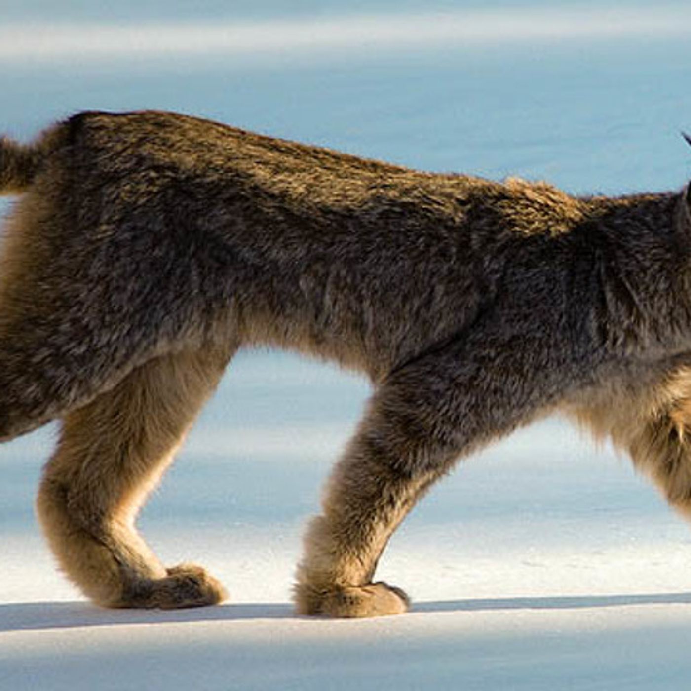 Conservation Groups Say More Lynx Habitat Needs Protection episode artwork
