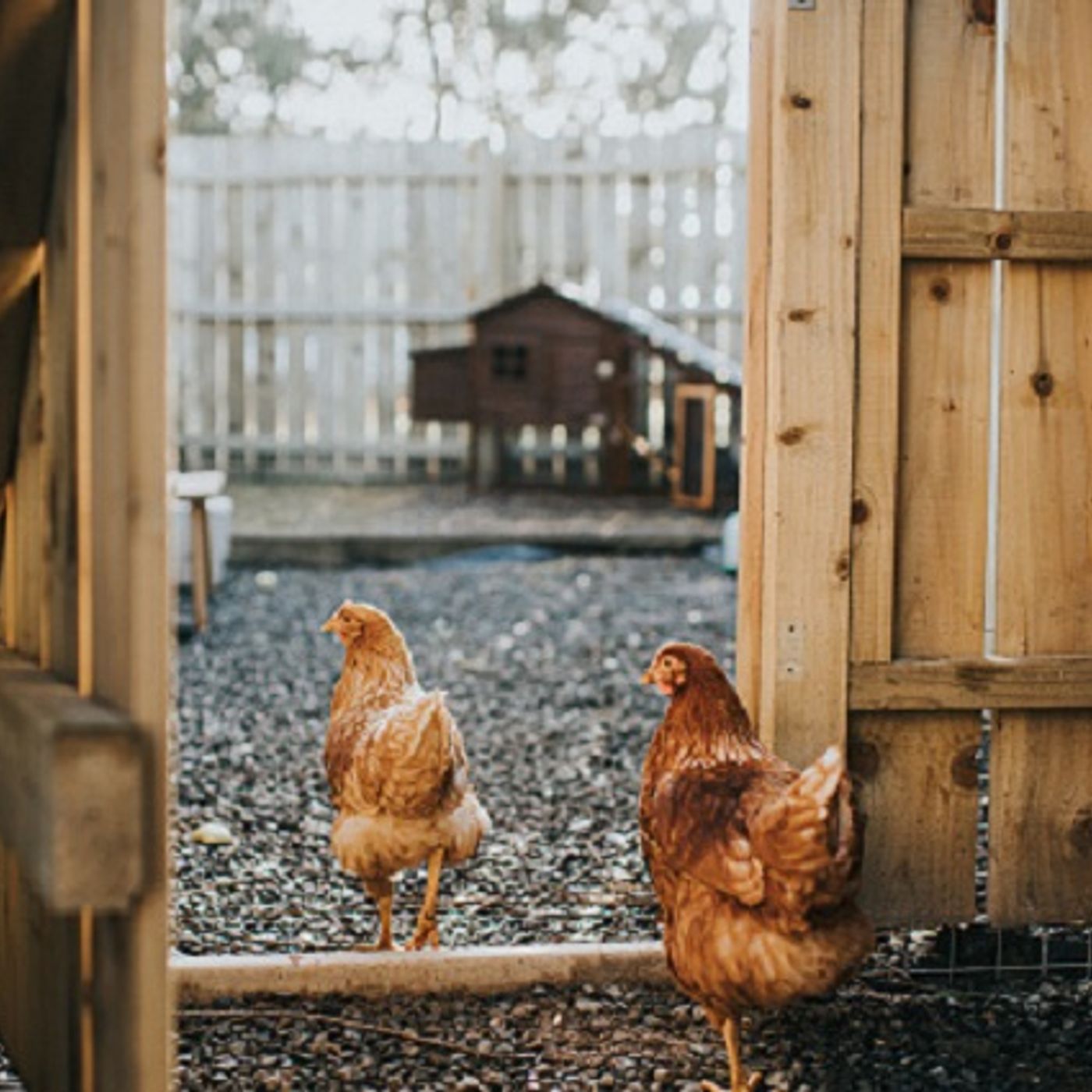 (Joke of the Day) Steve helps build a chicken coop! episode artwork