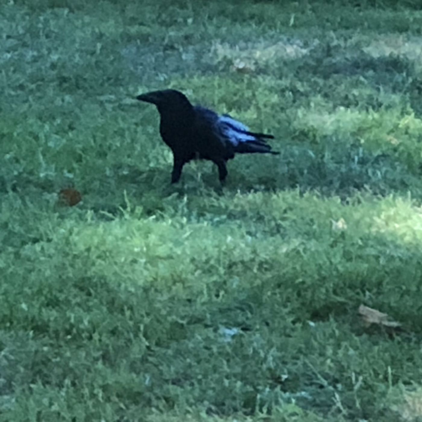 Manolo el cazador de cuervos