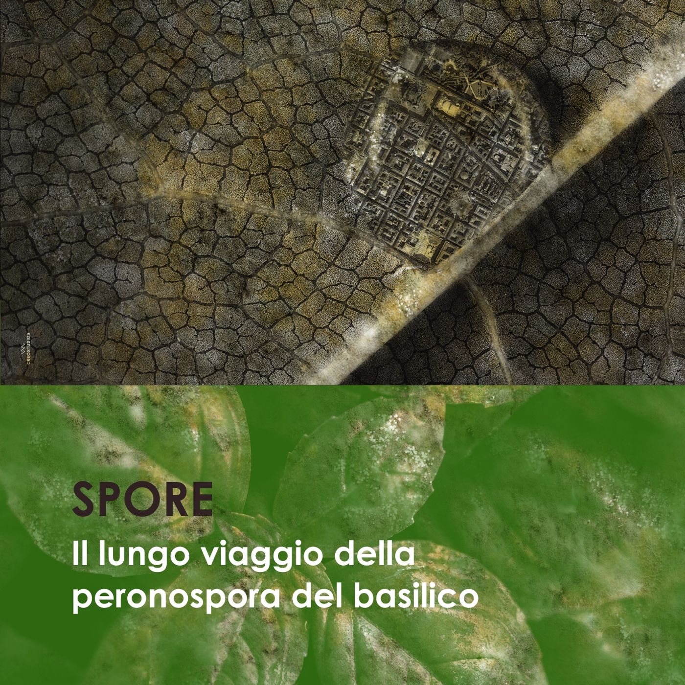 Il lungo viaggio della peronospora del basilico episode artwork
