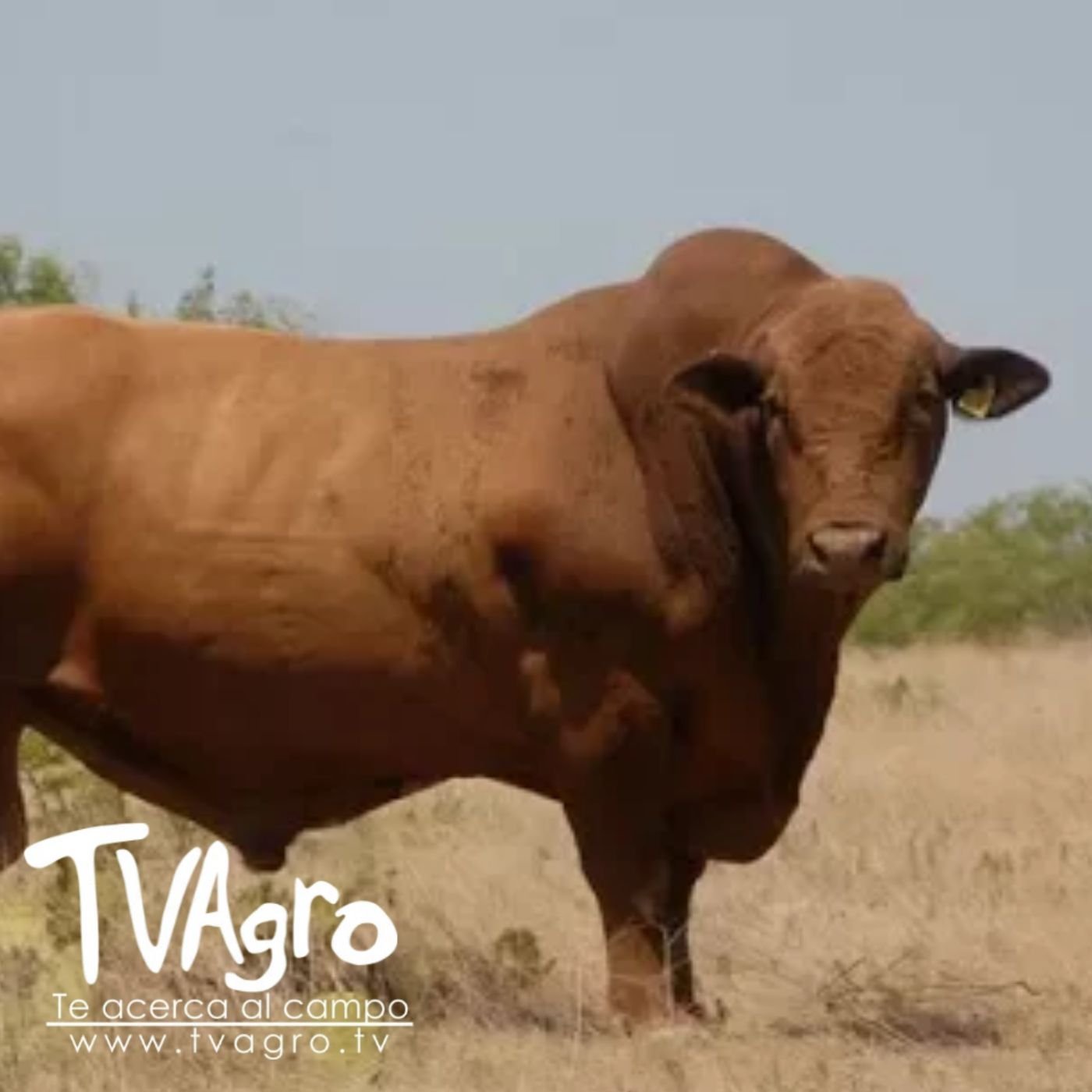 TV AGRO