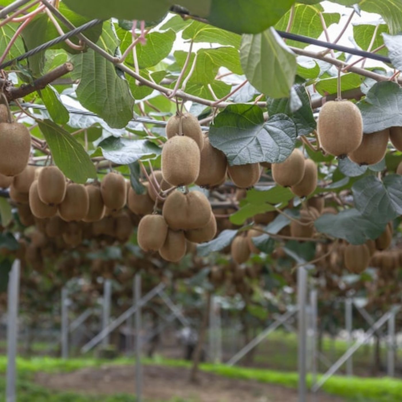 Kiwifruit Chronicles: Mastering Orchard