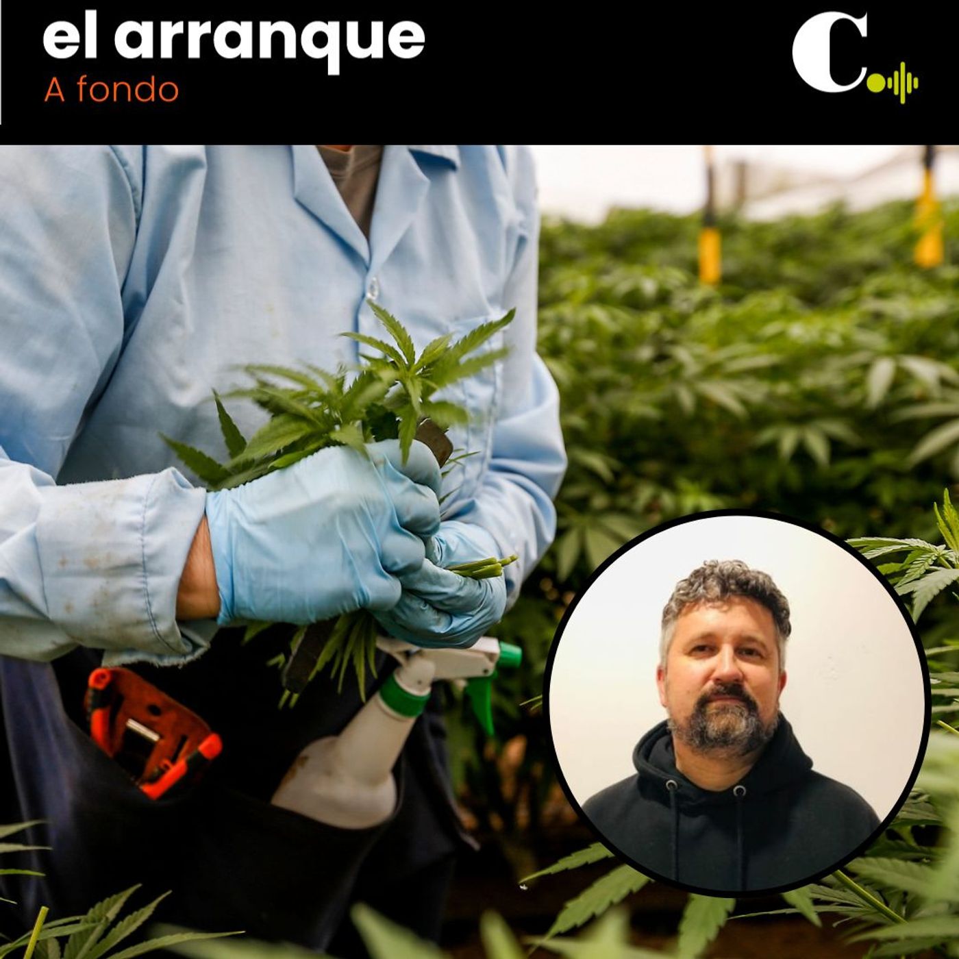 441. Este año no fue el del cannabis, ¿el otro sí? episode artwork