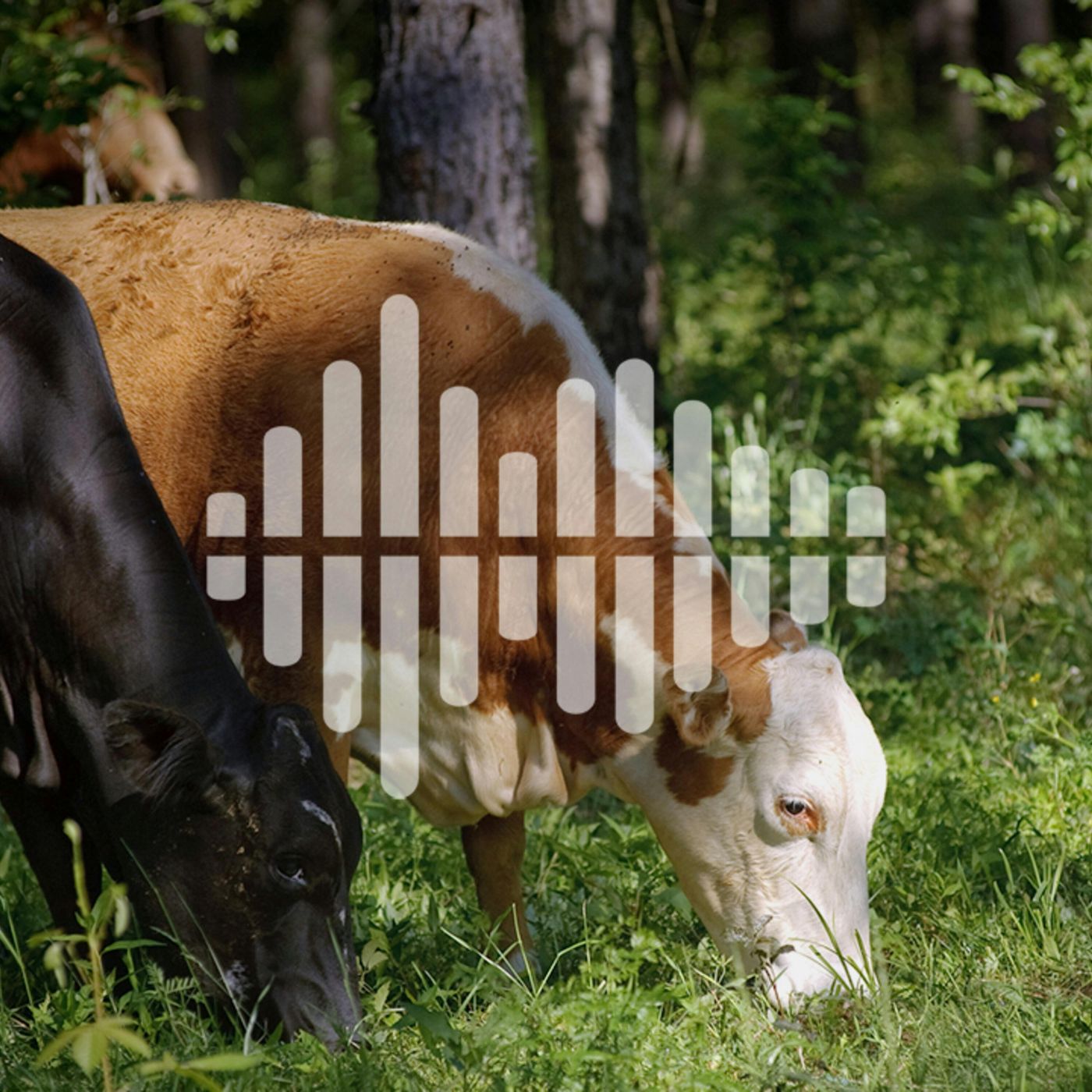 The Audible Library