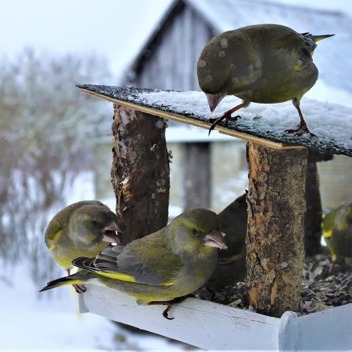 Ptaki w zimowym ogrodzie. Lokalne sery Ptaki w zimowym ogrodzie. Lokalne sery