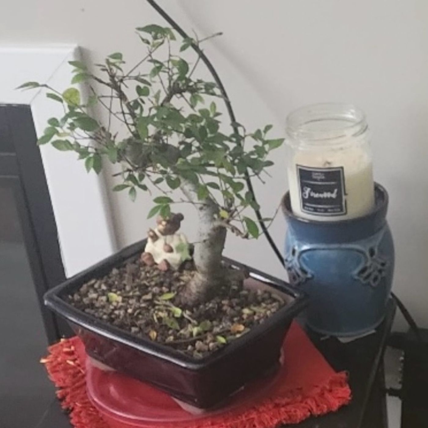 The Message of The Bonsai Tree (Part 1)