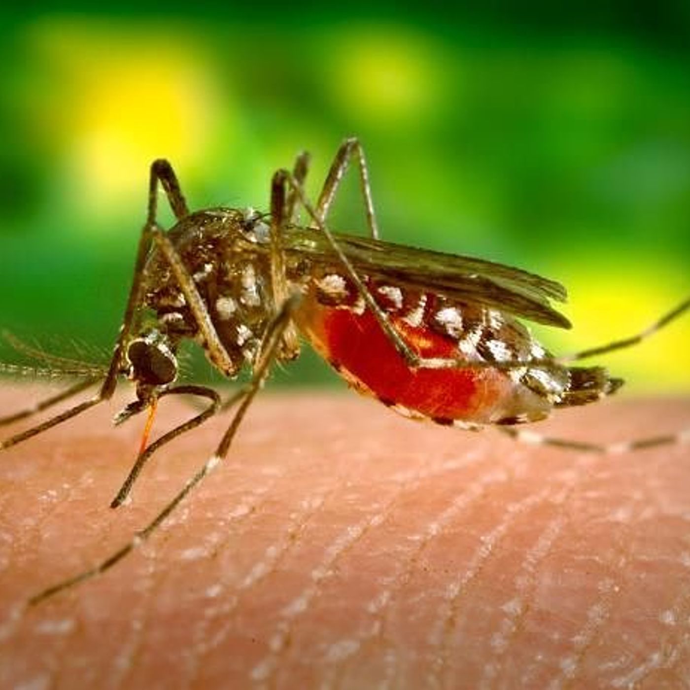 West Nile virus detected in Peru mosquitoes episode artwork
