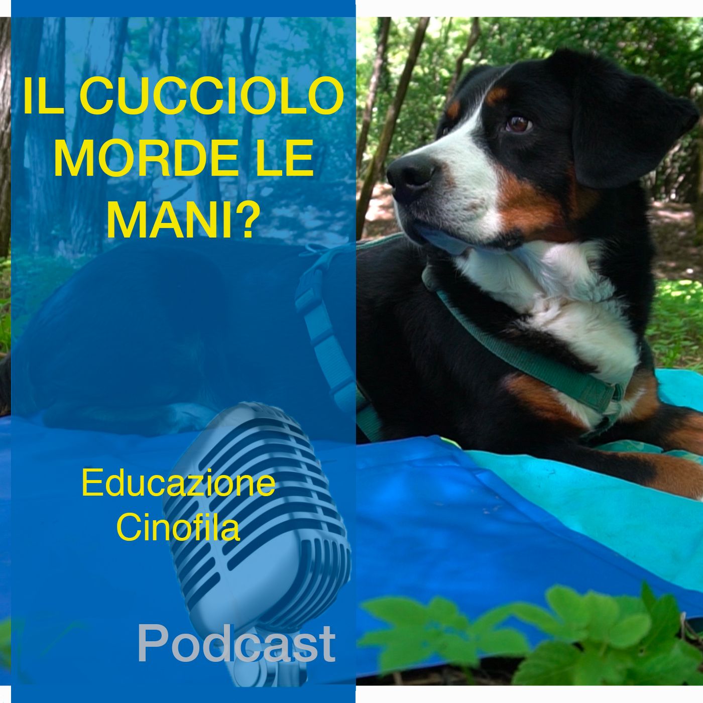 StiCani Educazione Cinofila