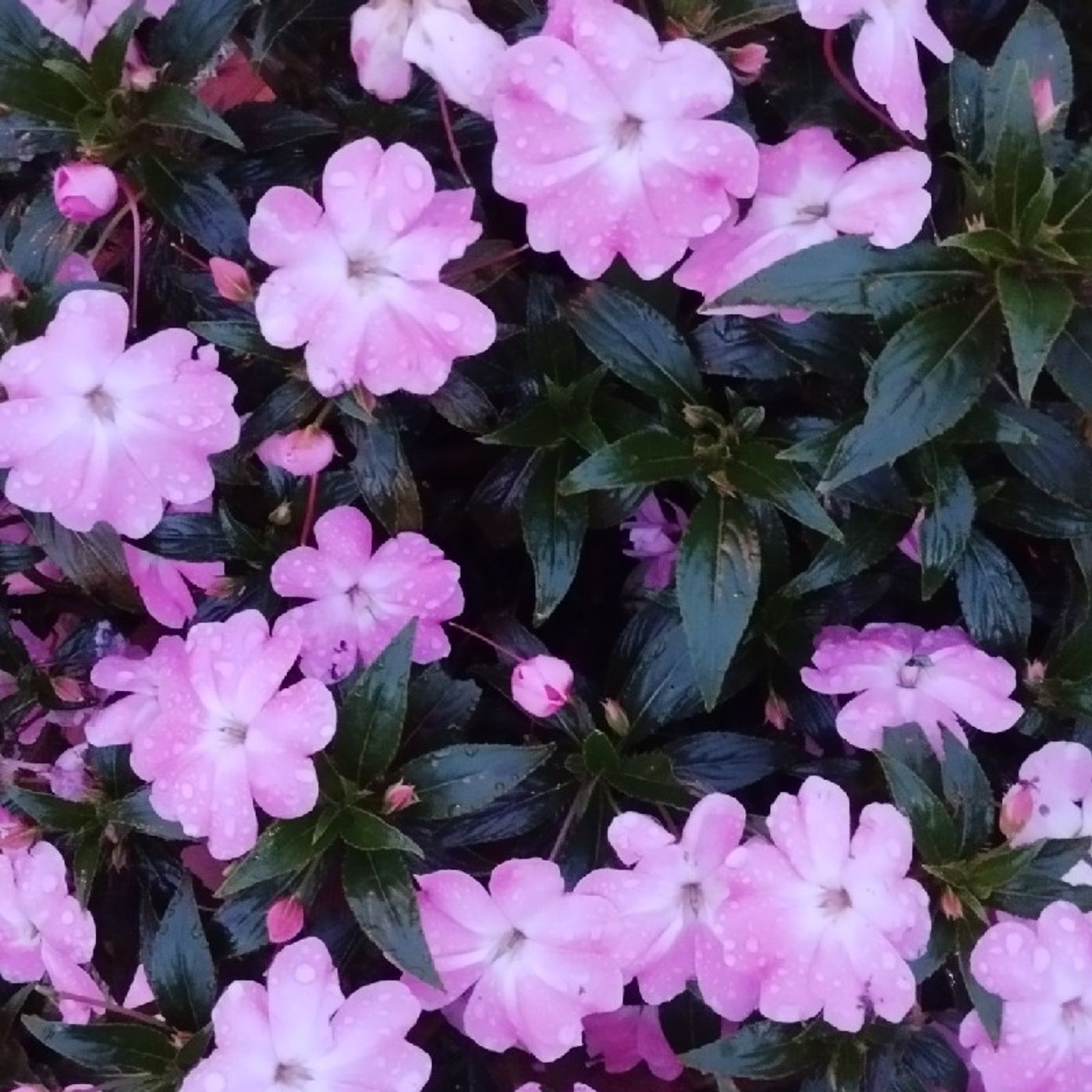 El podcast de Leidy Suaza