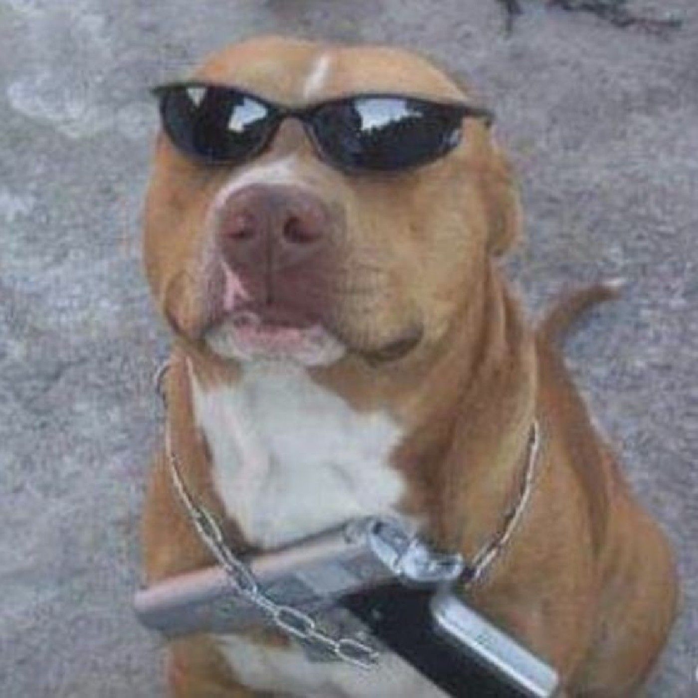 Pitbull do Samba TalkShow podcast artwork