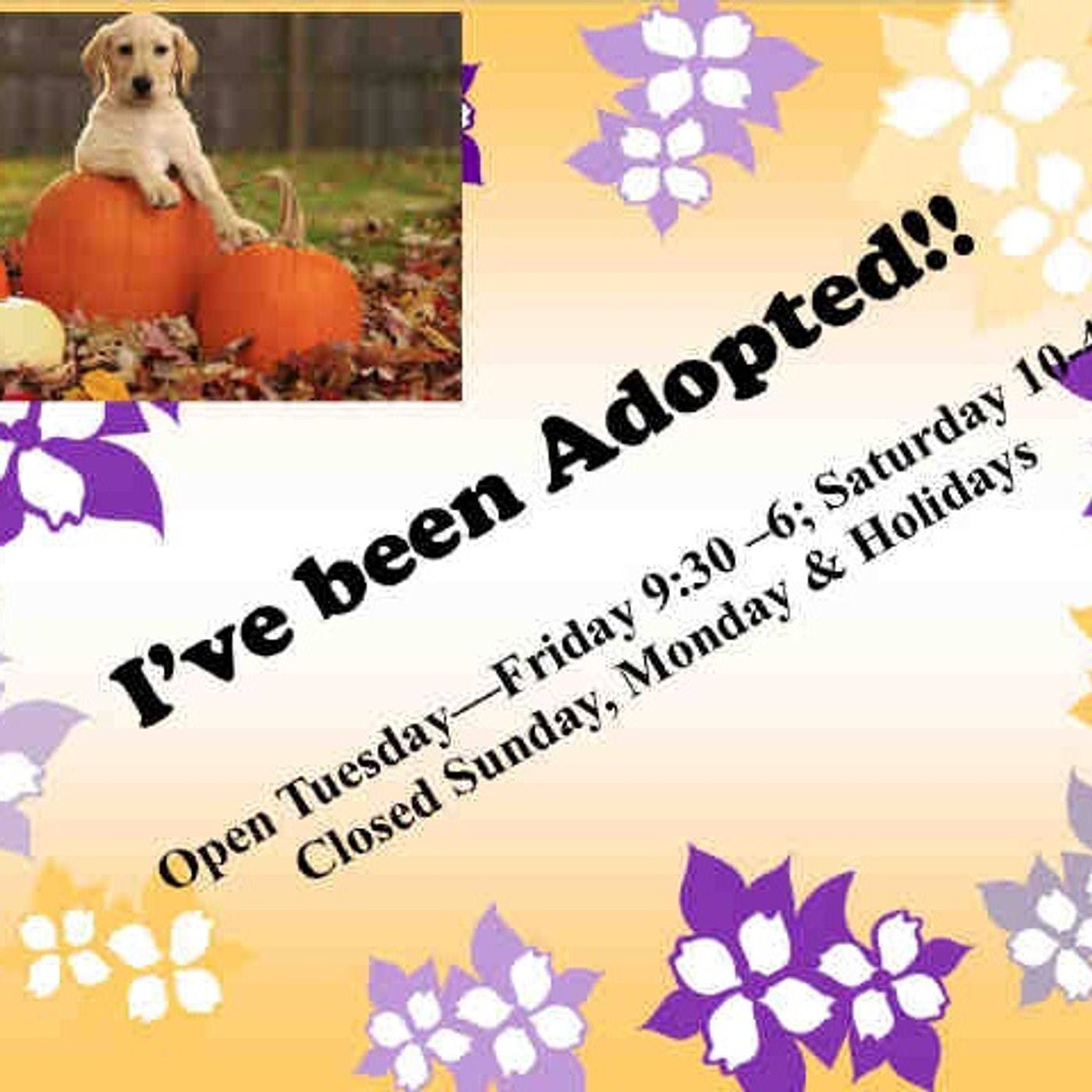 Animal Shelter Solutions - Show 10 - Shelter Events episode artwork