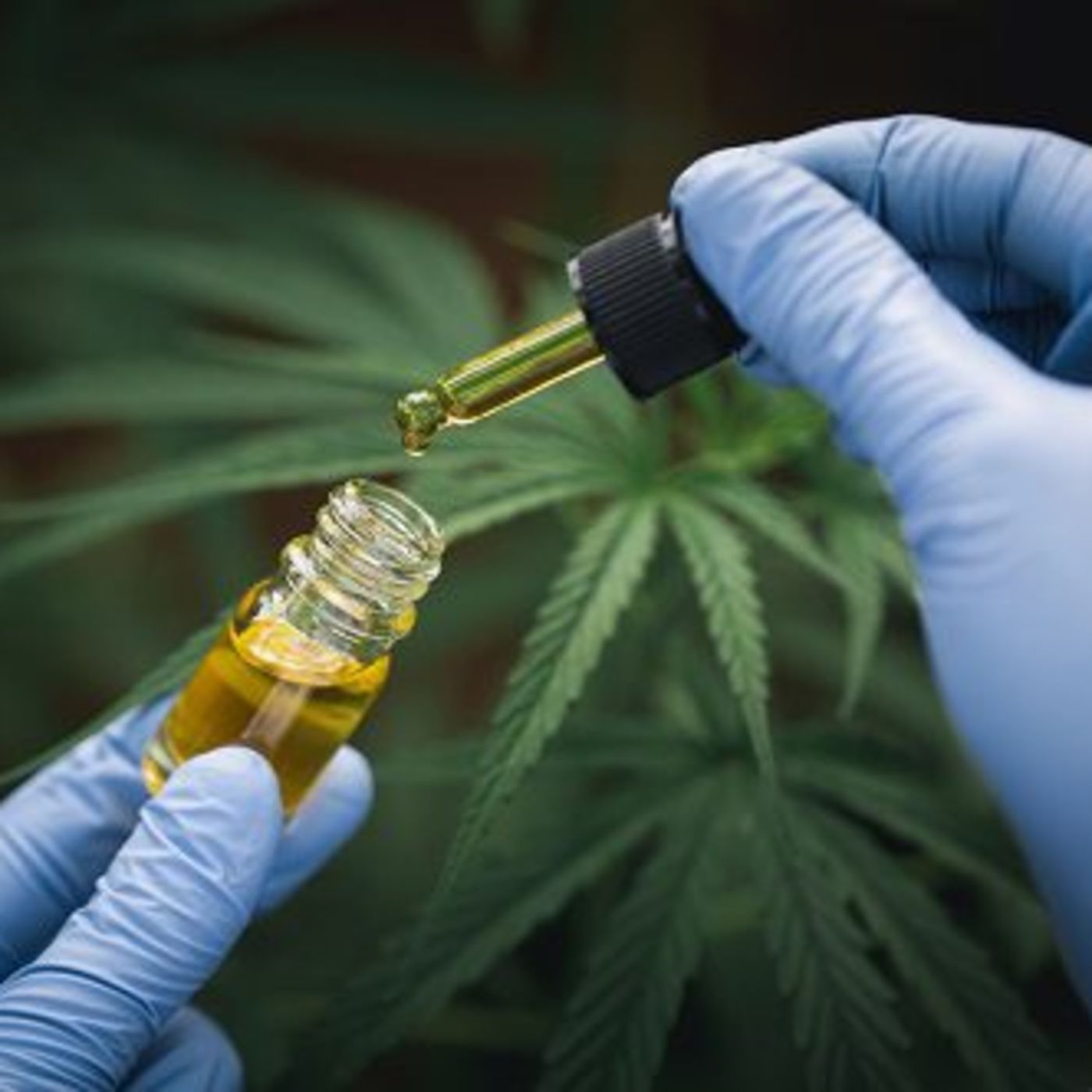 Consequências da restrição de Cannabis medicinal episode artwork