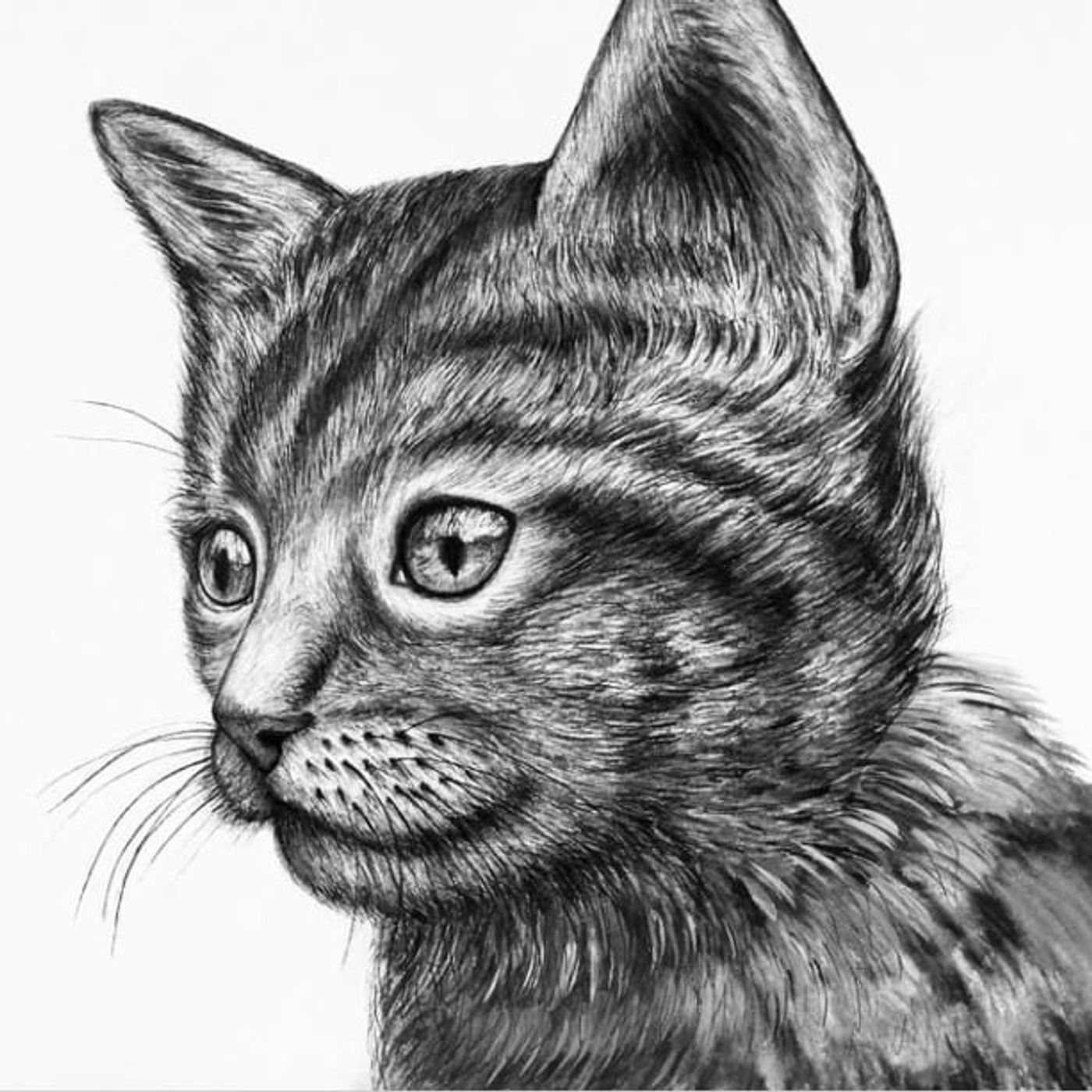 The Wonderful Dog and Cat | Unknown Fairy Tales episode artwork
