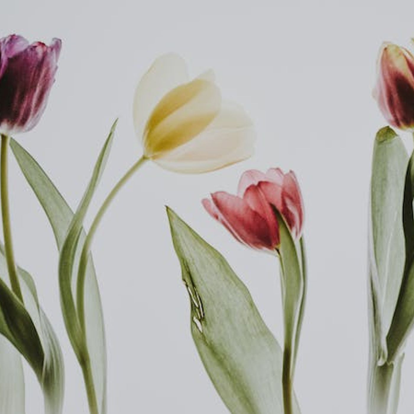 The Pursuit of God’s Glory in Salvation