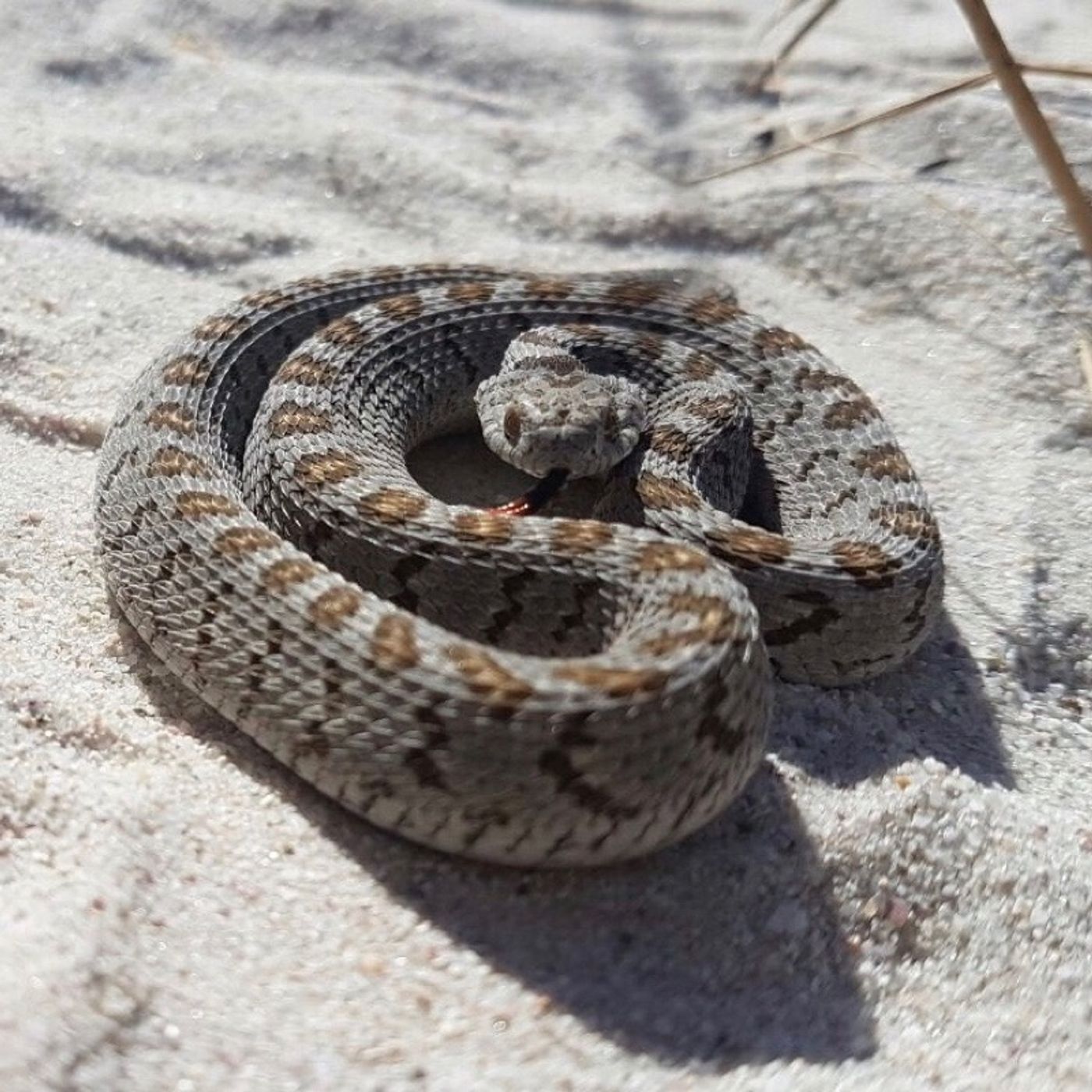 Common Egg-Eater relocated in Table View thumbnail