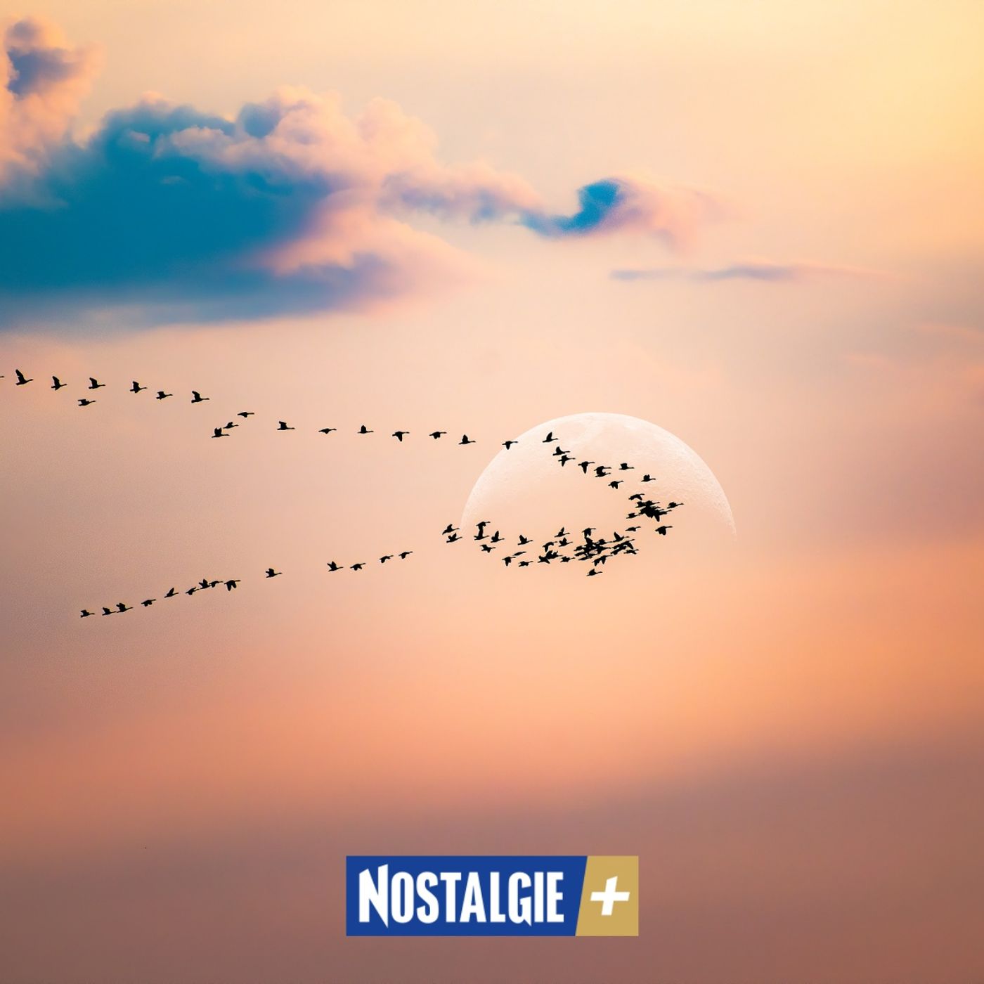 La migration d'oiseaux: là-haut, vers l’automne (partie 3) La migration d'oiseaux: là-haut, vers l’automne (partie 3)
