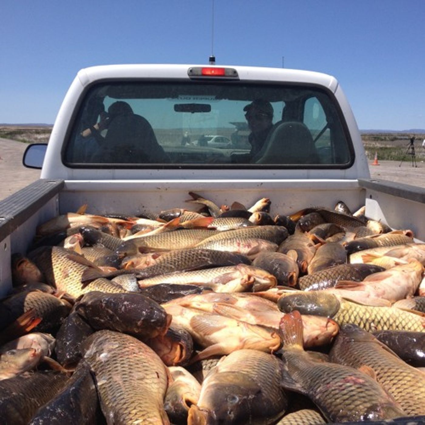 Turning Around Malheur Wildlife Refuge One Carp Carcass At A Time episode artwork