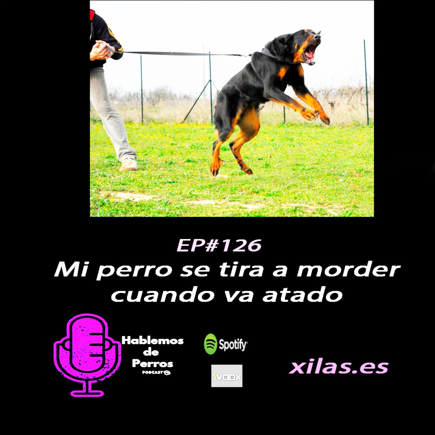 Hablemos de perros
