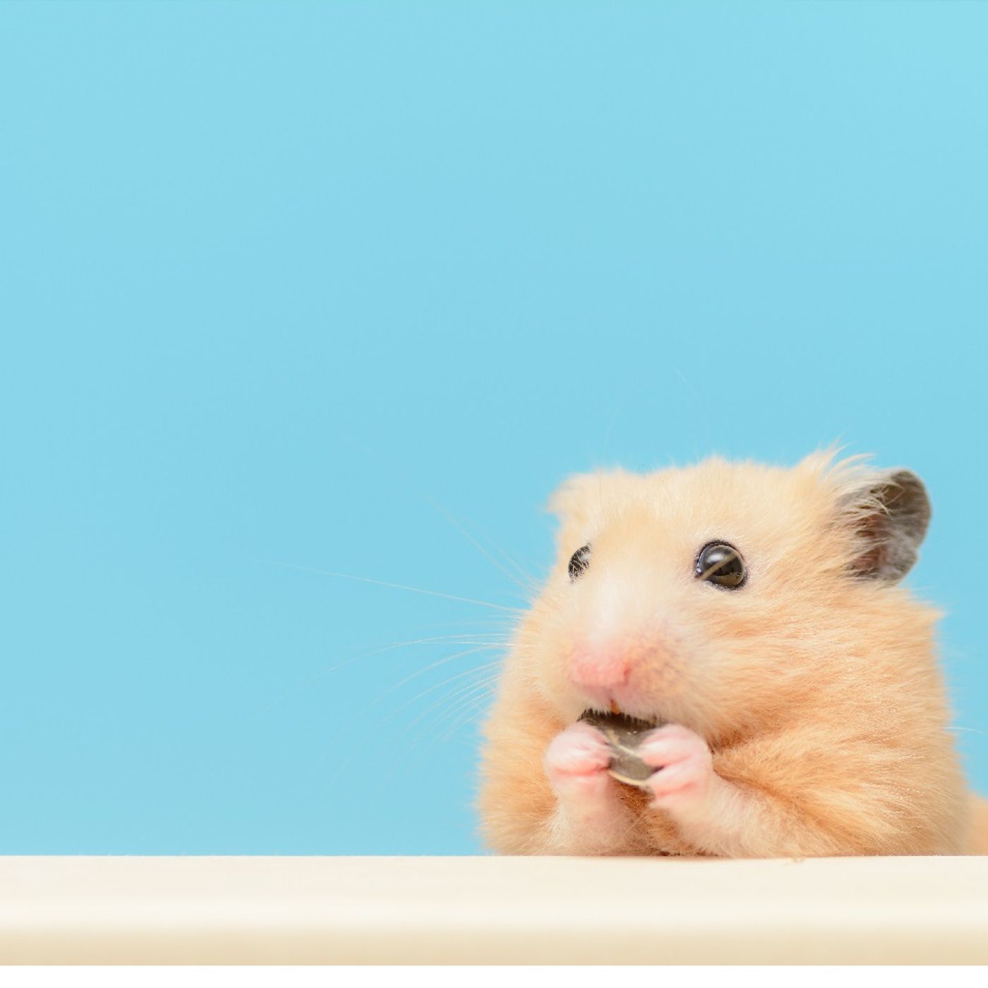 Podcast 5: Non solo cani e gatti: tartarughe e criceti dorati