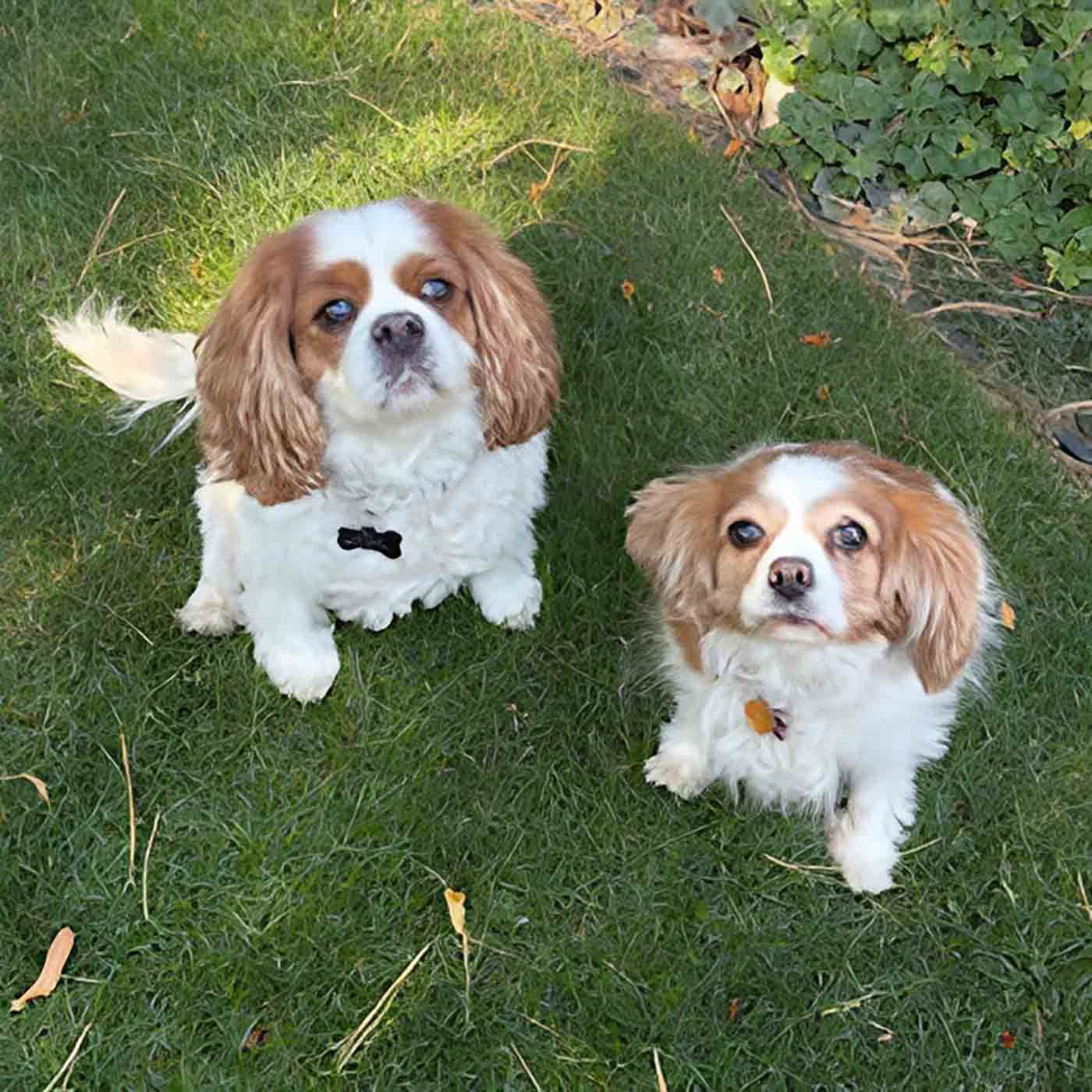 Fido Friendly Travel Talk