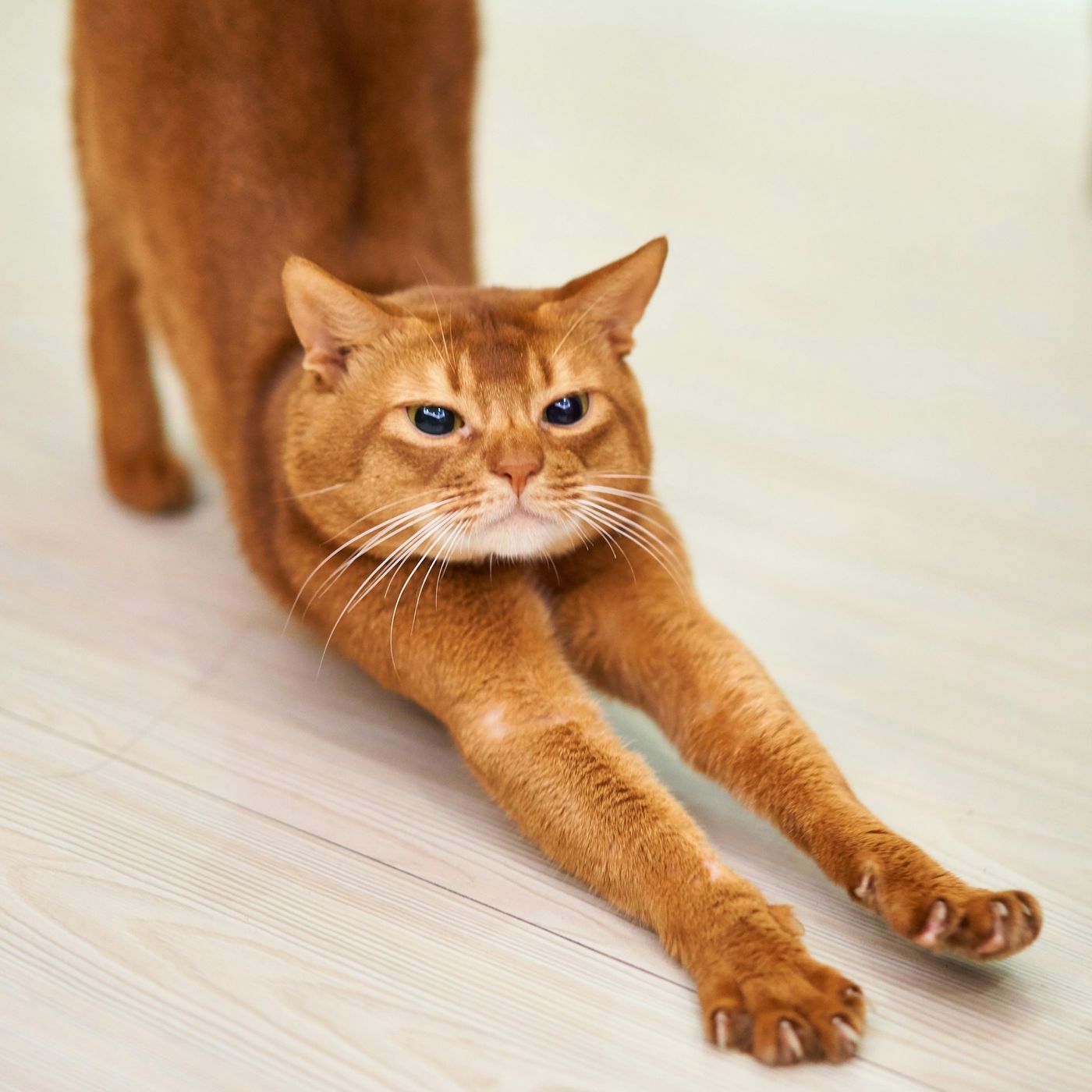 Méditation Guidée Corps et Souffle pour recharger les batteries Méditation Guidée Corps et Souffle pour recharger les batteries