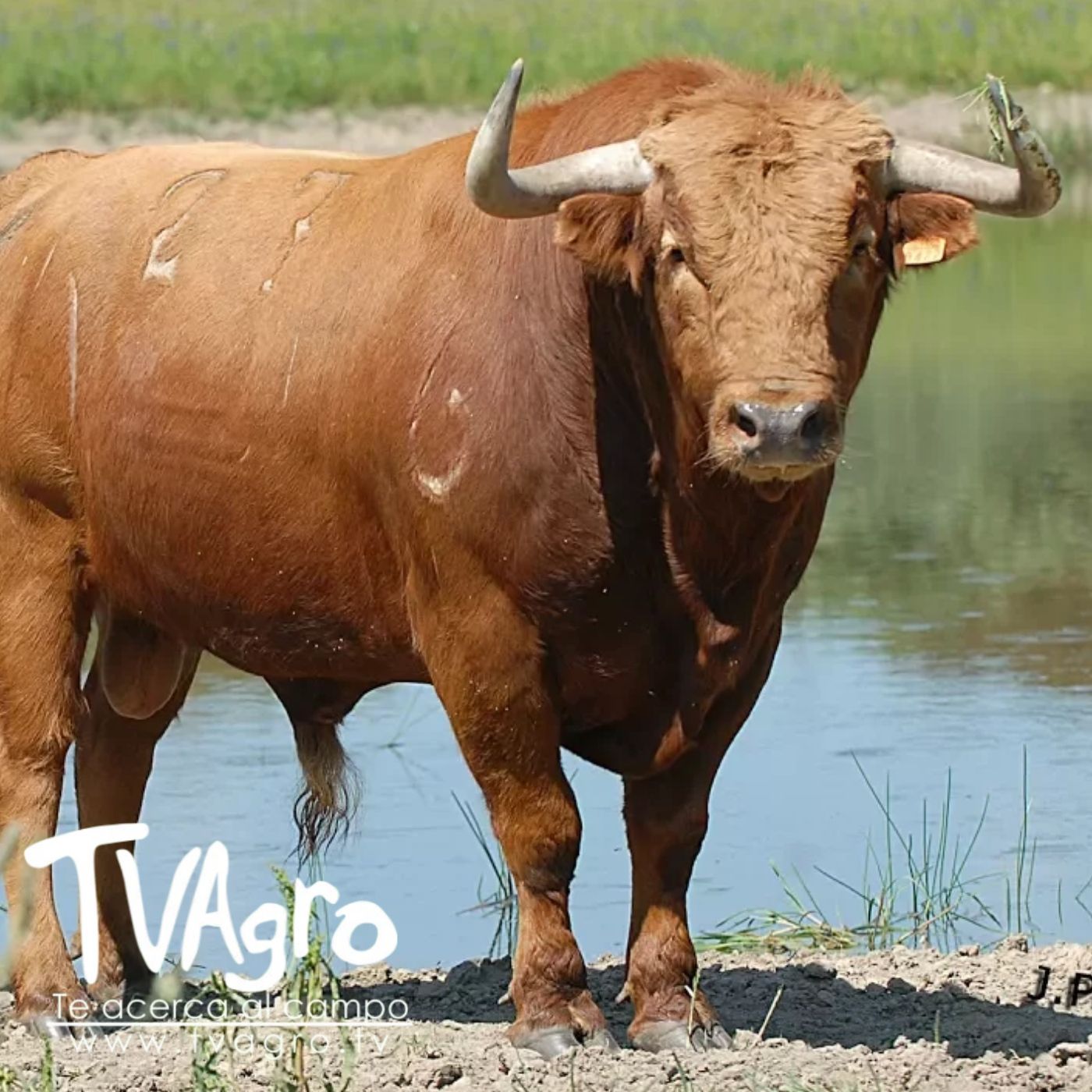 TV AGRO