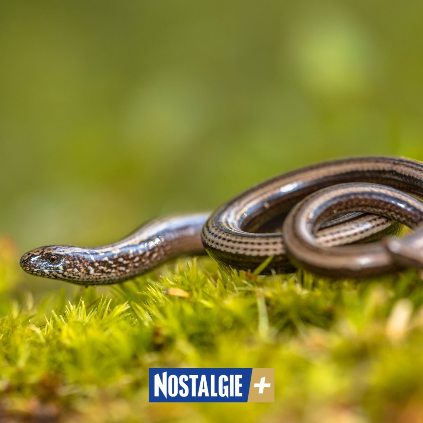 Reptiles : Pourquoi il est temps de changer de regard sur ces « mal-aimés » de nos jardins episode artwork