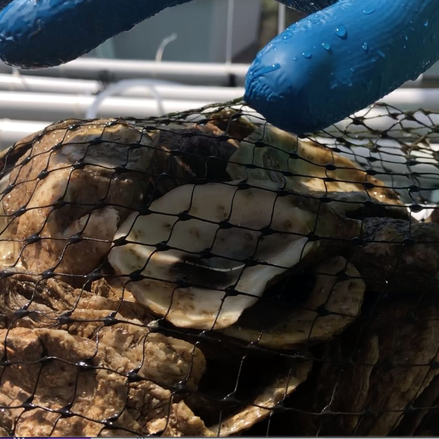 The Oyster Podcast